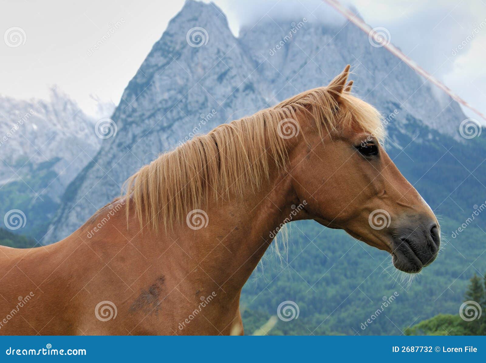 Mountain Horse stock photo. Image of mustang, animal, ranch 2687732