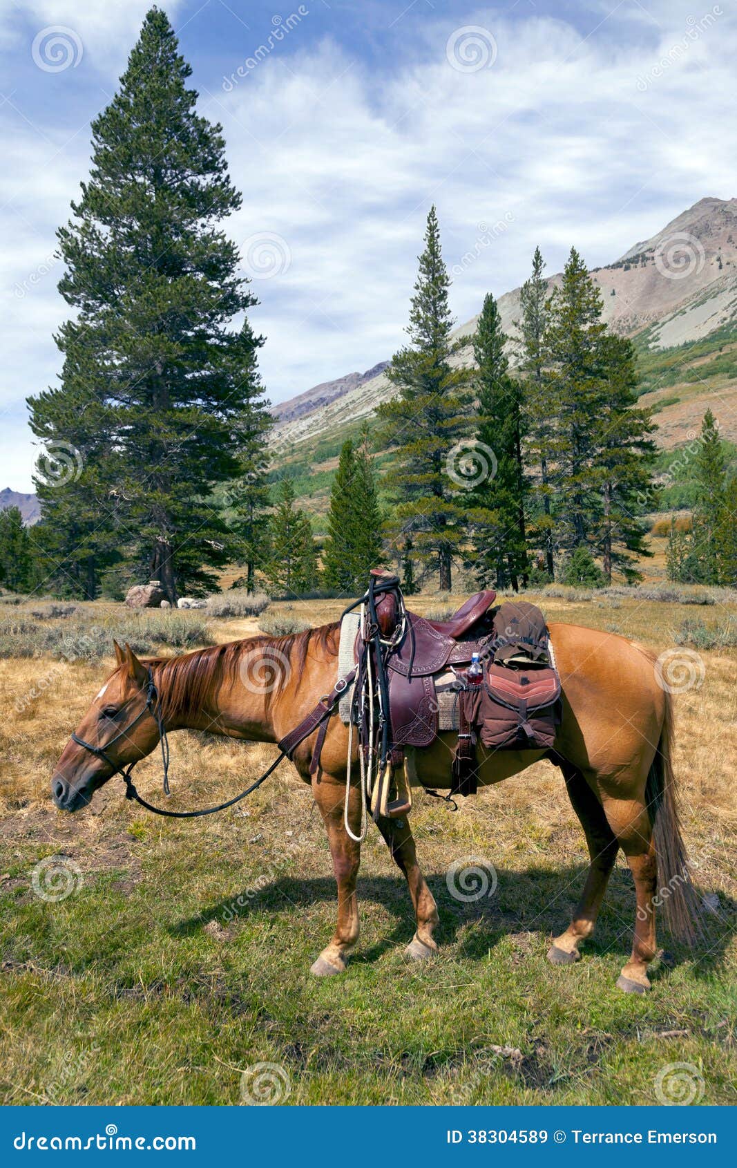 Mountain Horse Under Saddle Stock Image Image of tack, horse 38304589