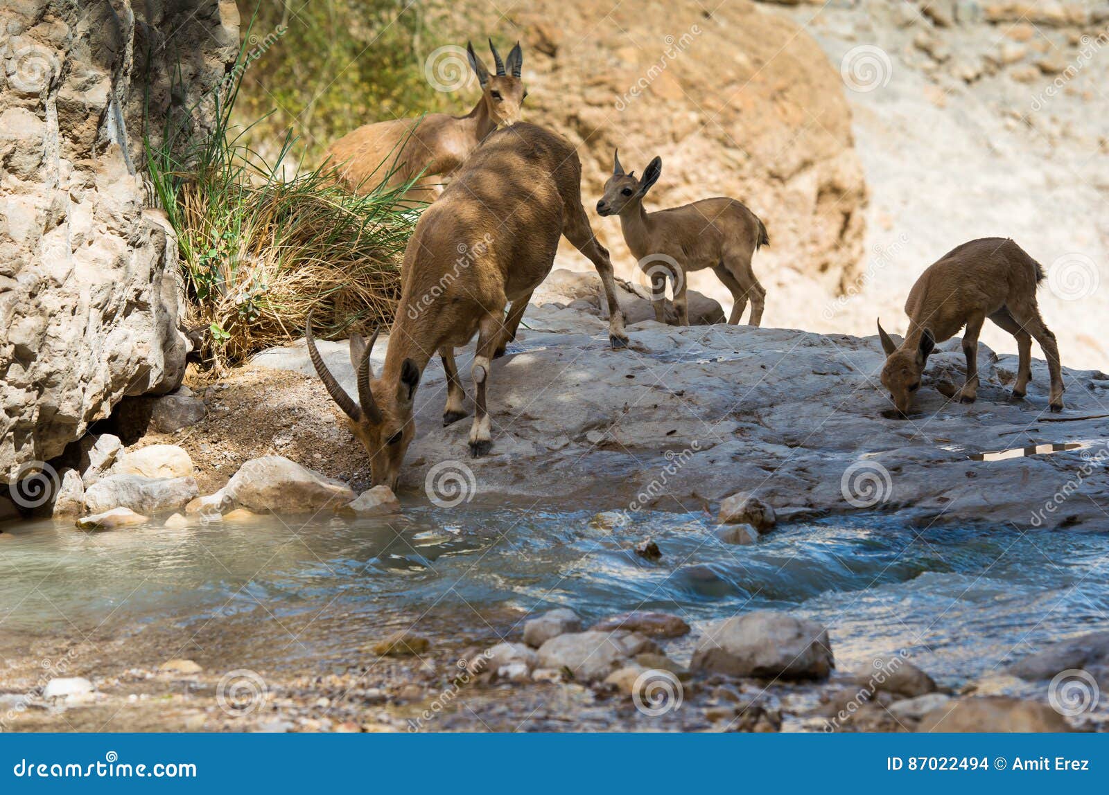 mountain ibex, ein gedi oasis, israel