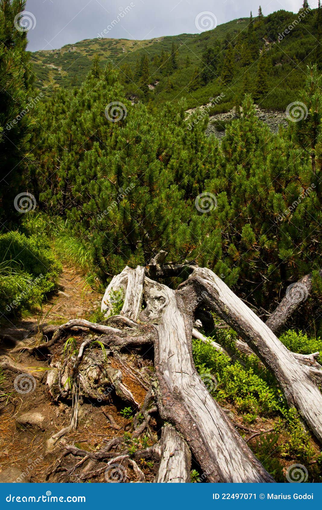Mountain Juniper Trees Zone Stock Image Image of hiking, mountain