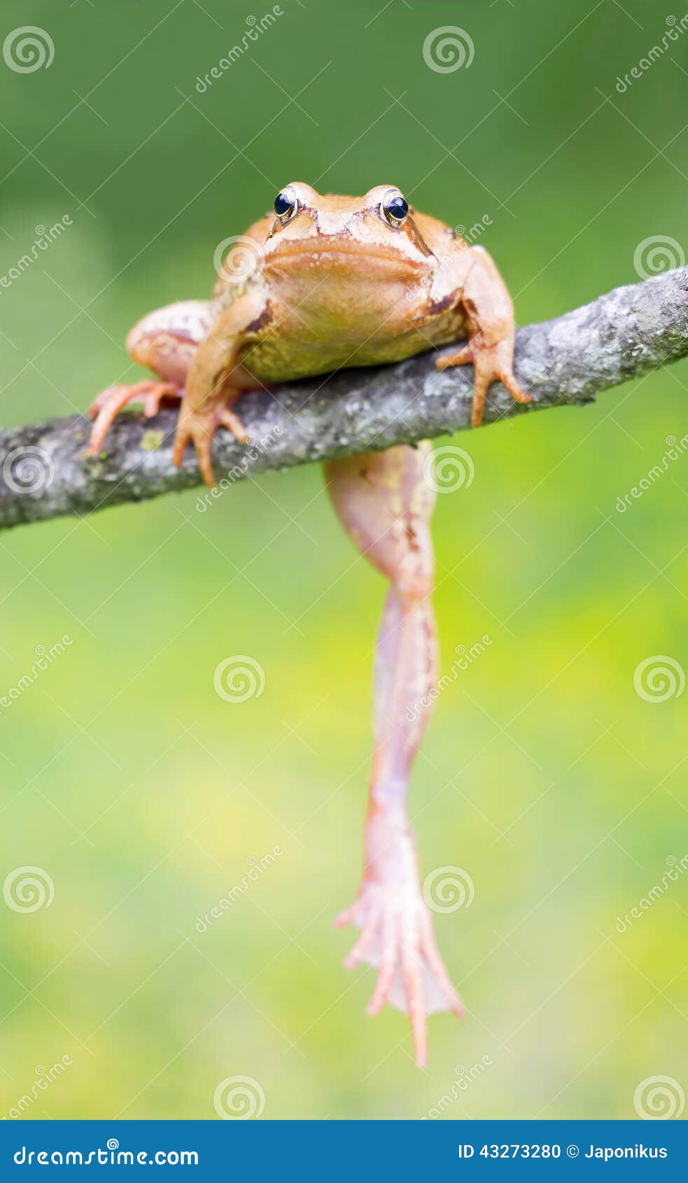 Mountain lake frog stock photo. Image of face, amphibian 43273280