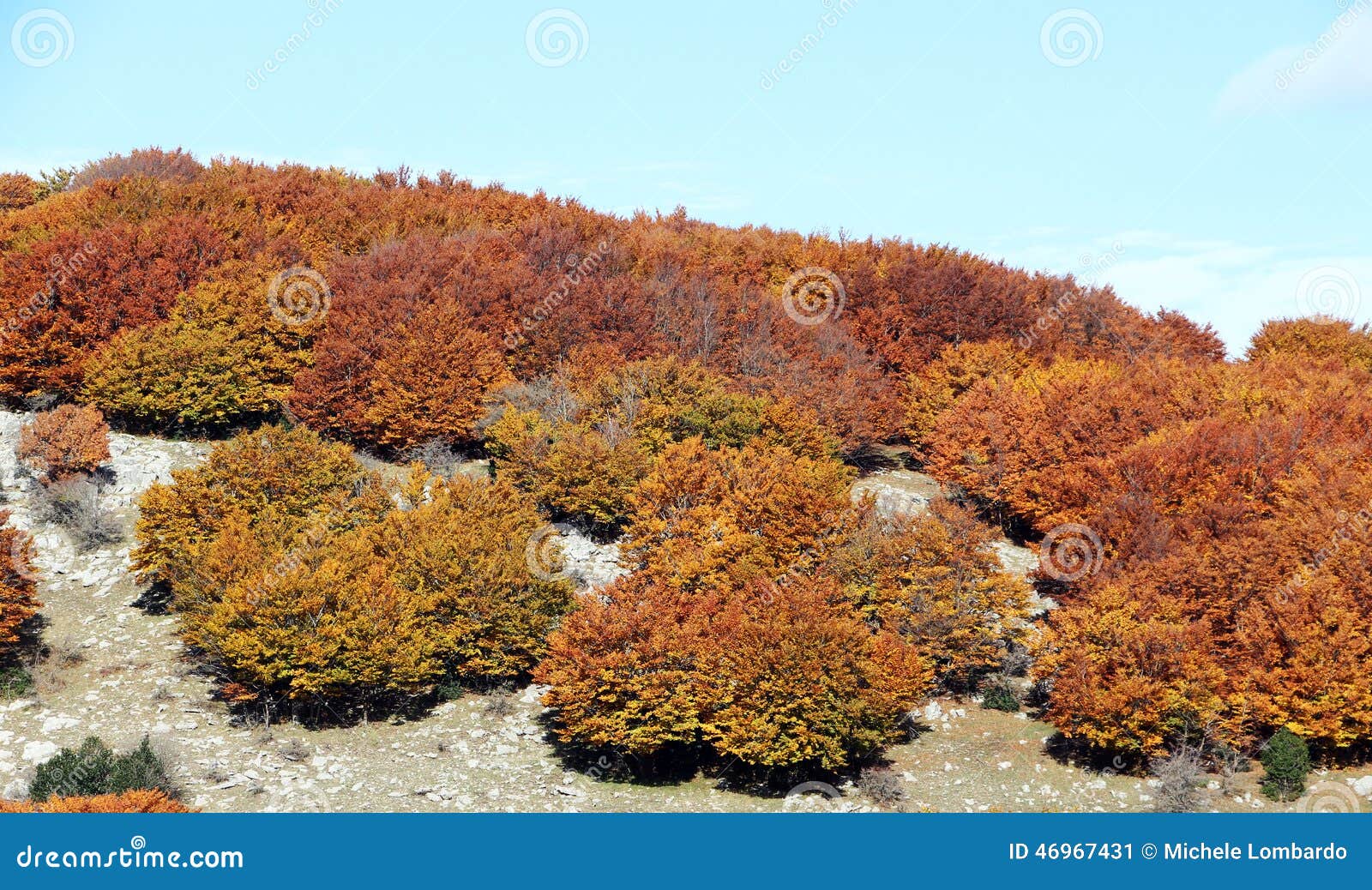 mountain landscape, in autumn, with beeches