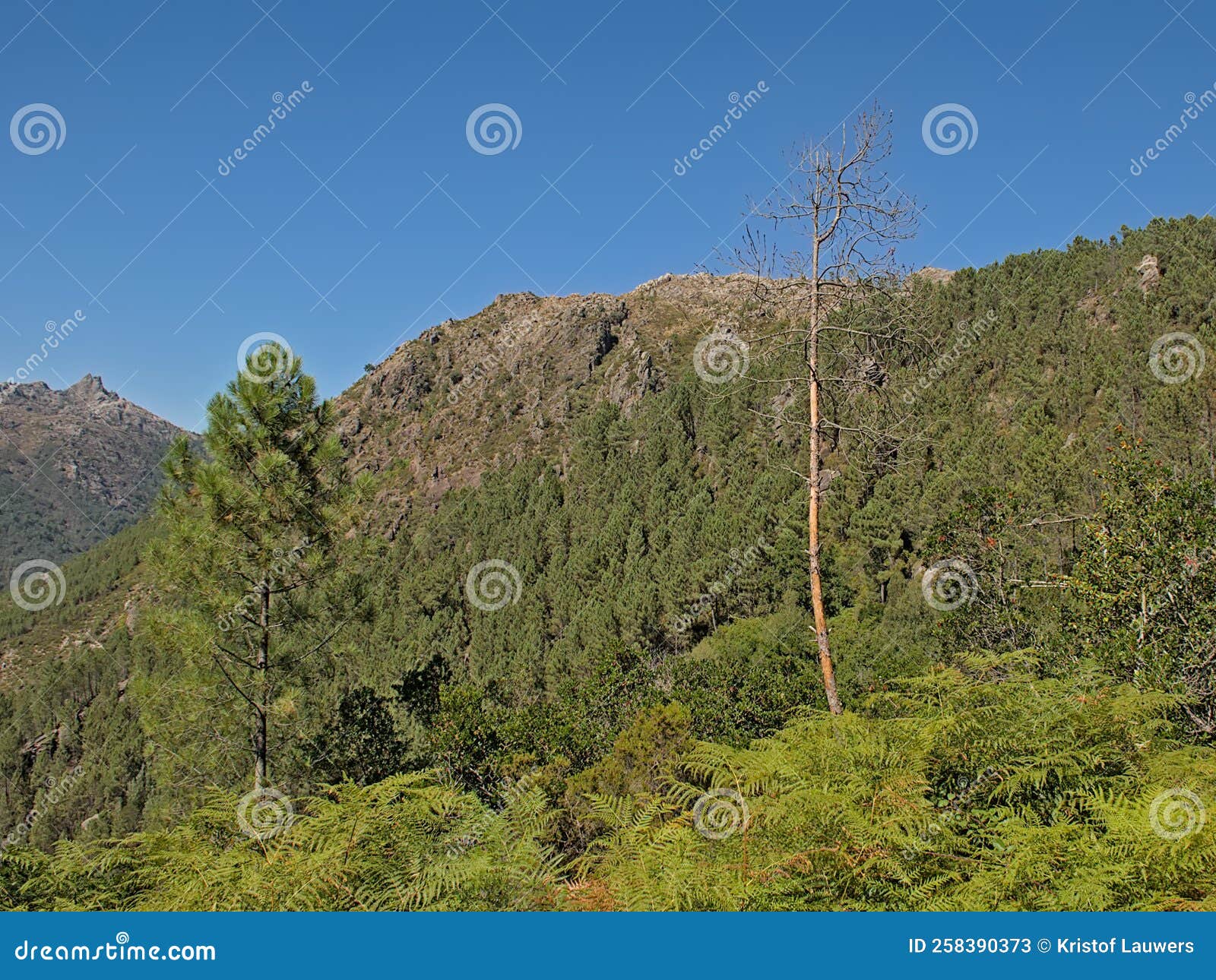 mountain landscape with forest in the portuguese countryside
