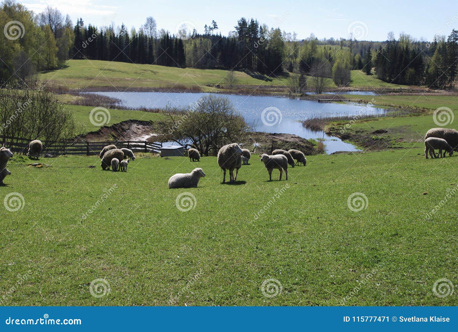 Green Meadow, In The Background Graze Sheep, Pond And Spring Forest