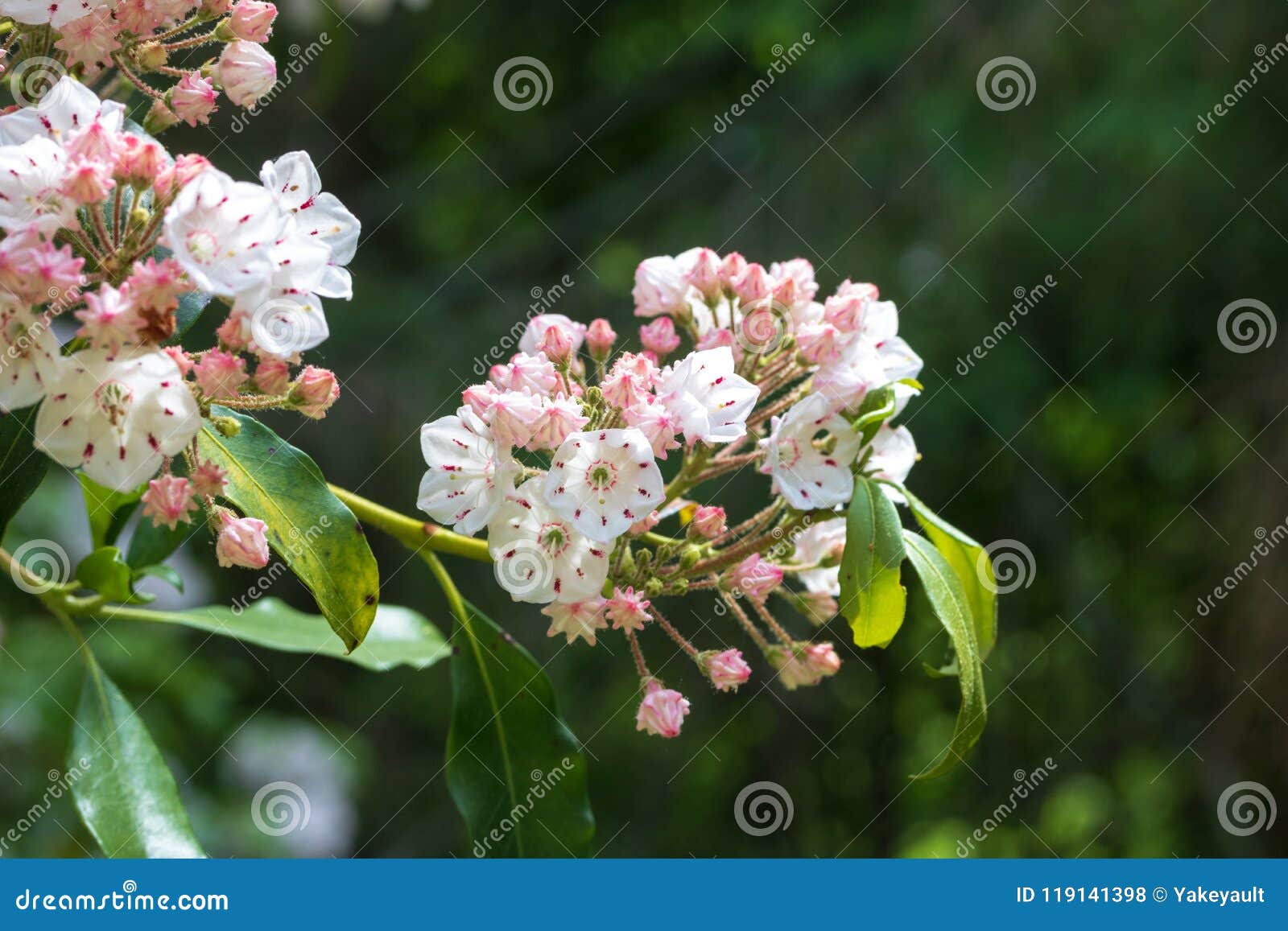 Mountain Laurel Flowers In Bloom Stock Photo Image Of Shrub Nature 119141398