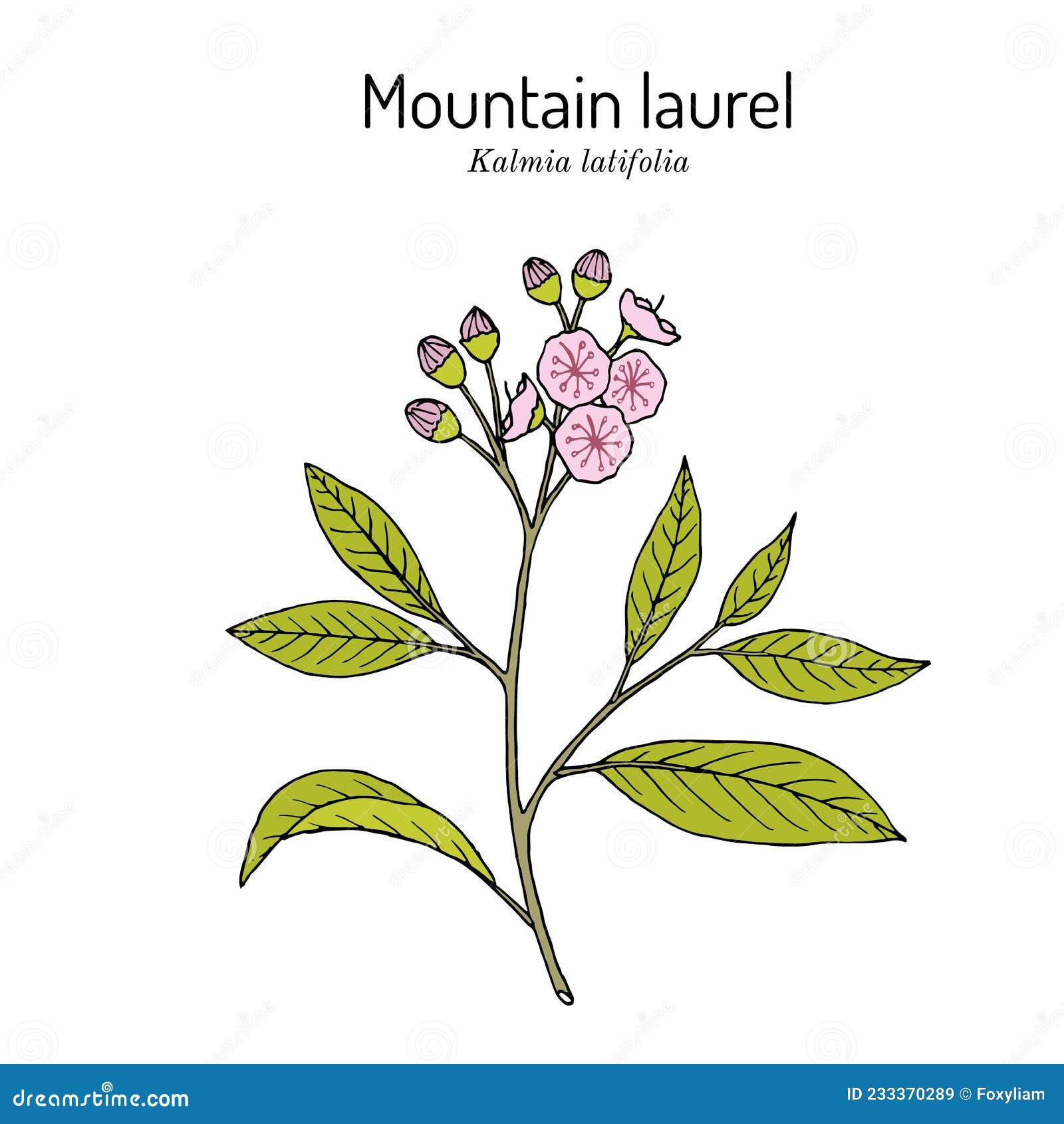 mountain laurel kalmia latifolia , state flower of connecticut