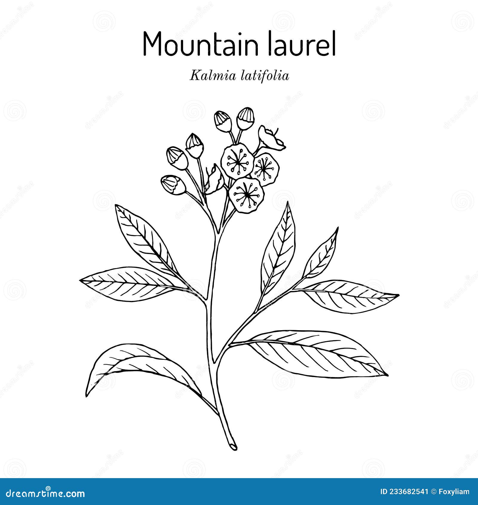 B on Twitter Newest tattoo its a keystone with a mountain laurel PAs  state flower httptcorFpnuThk  X