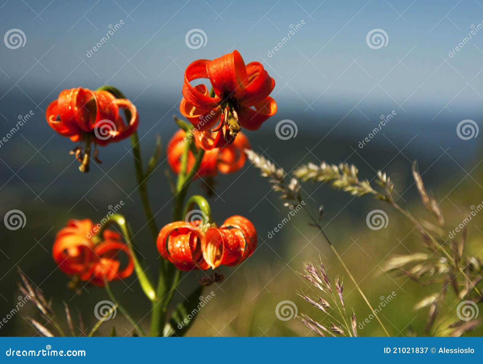 Mountain Lily stock image. Image of trekking, carniolicum 21021837