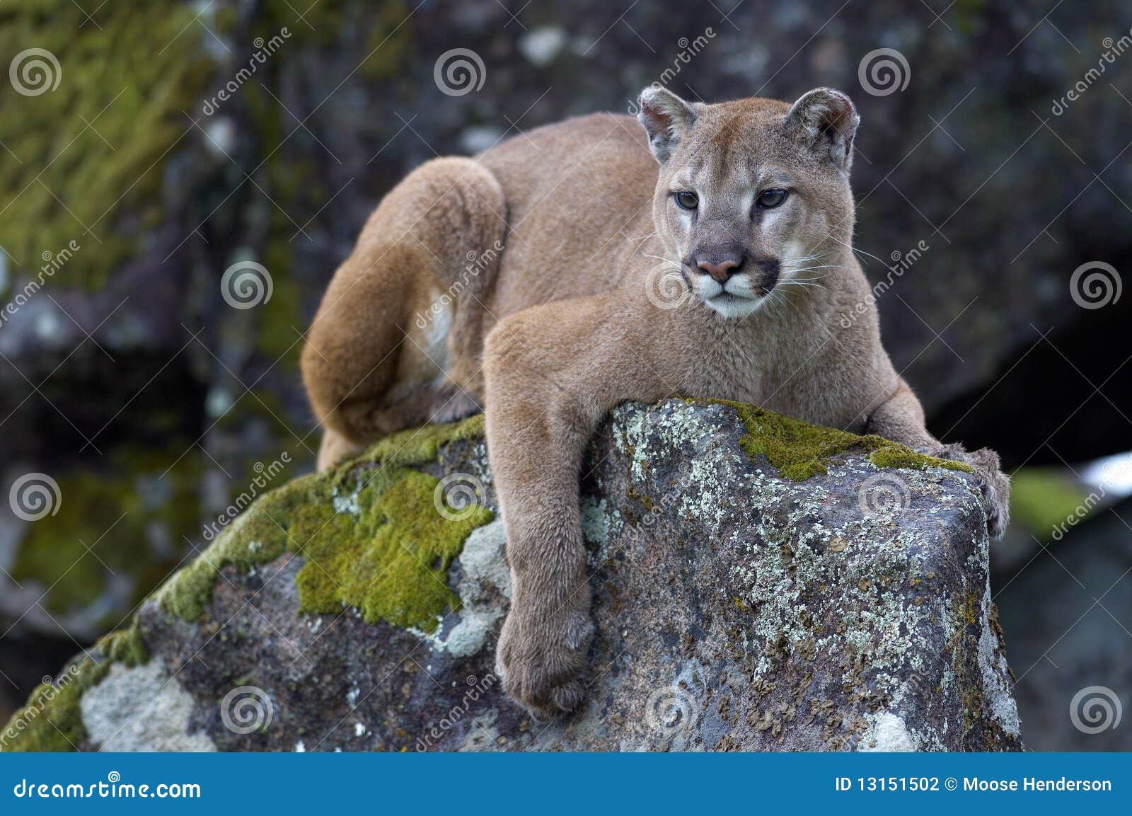 mountain lion