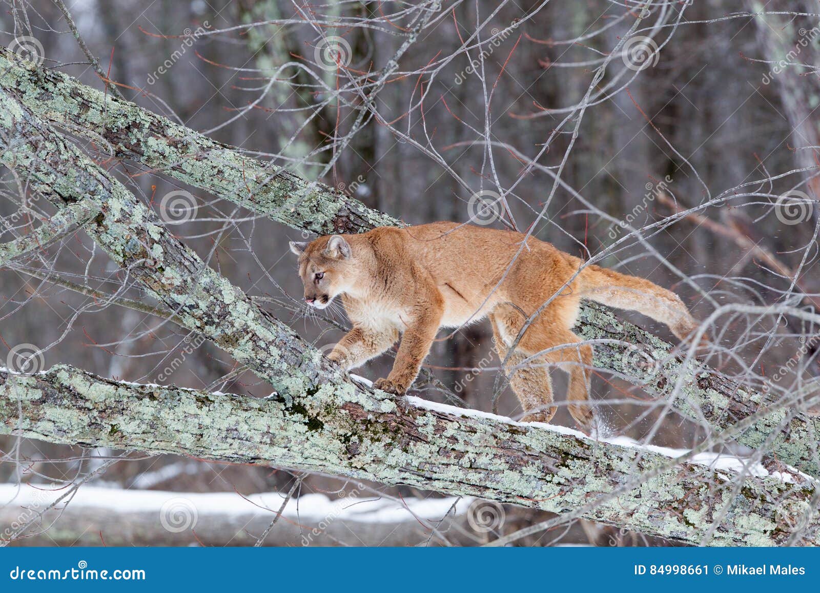 Mountain Lion Climbing in Tree Stock Image Image of dewclaw, claws