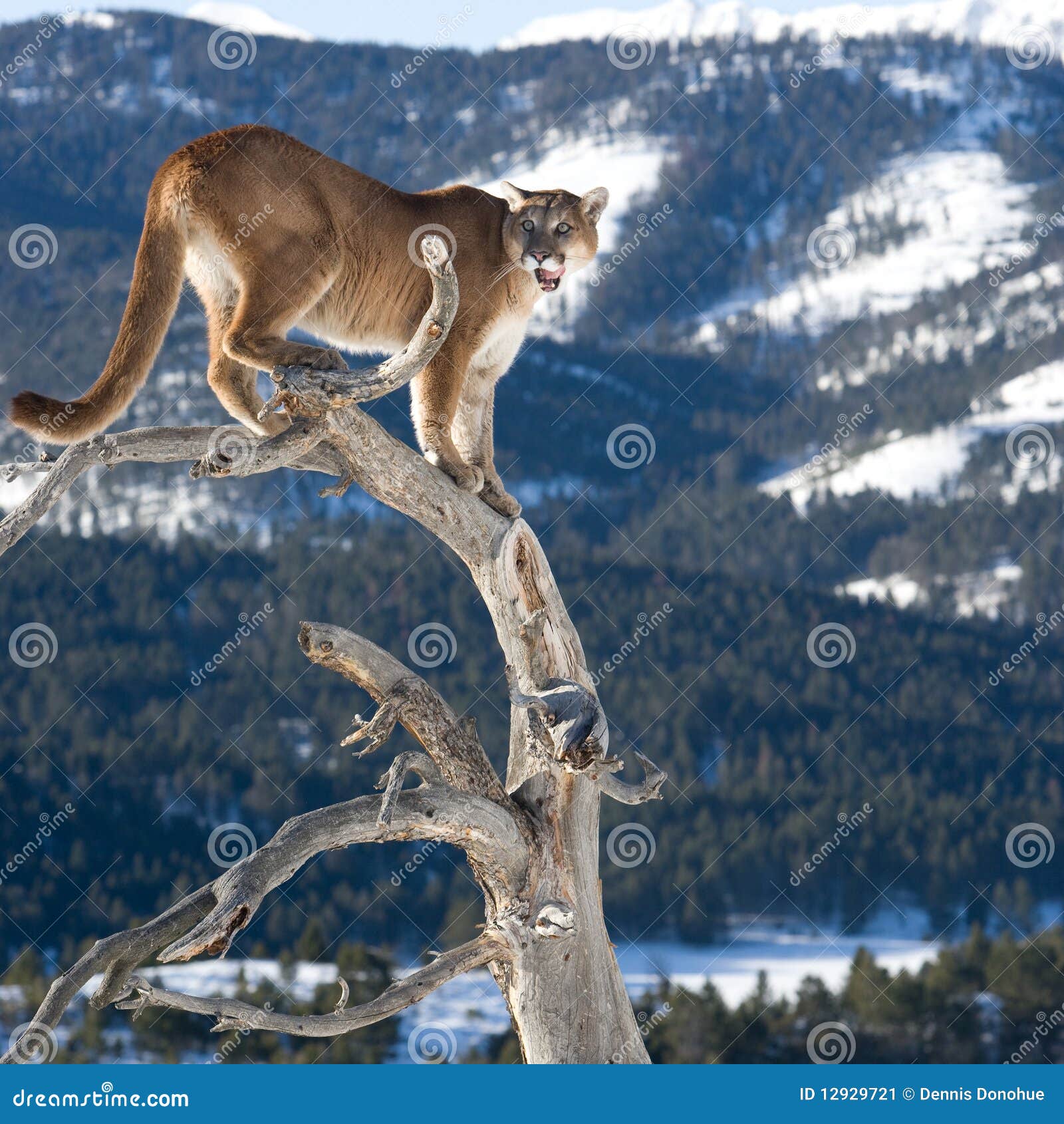 Mountain Lion in dead tree stock image. Image of panther 12929721