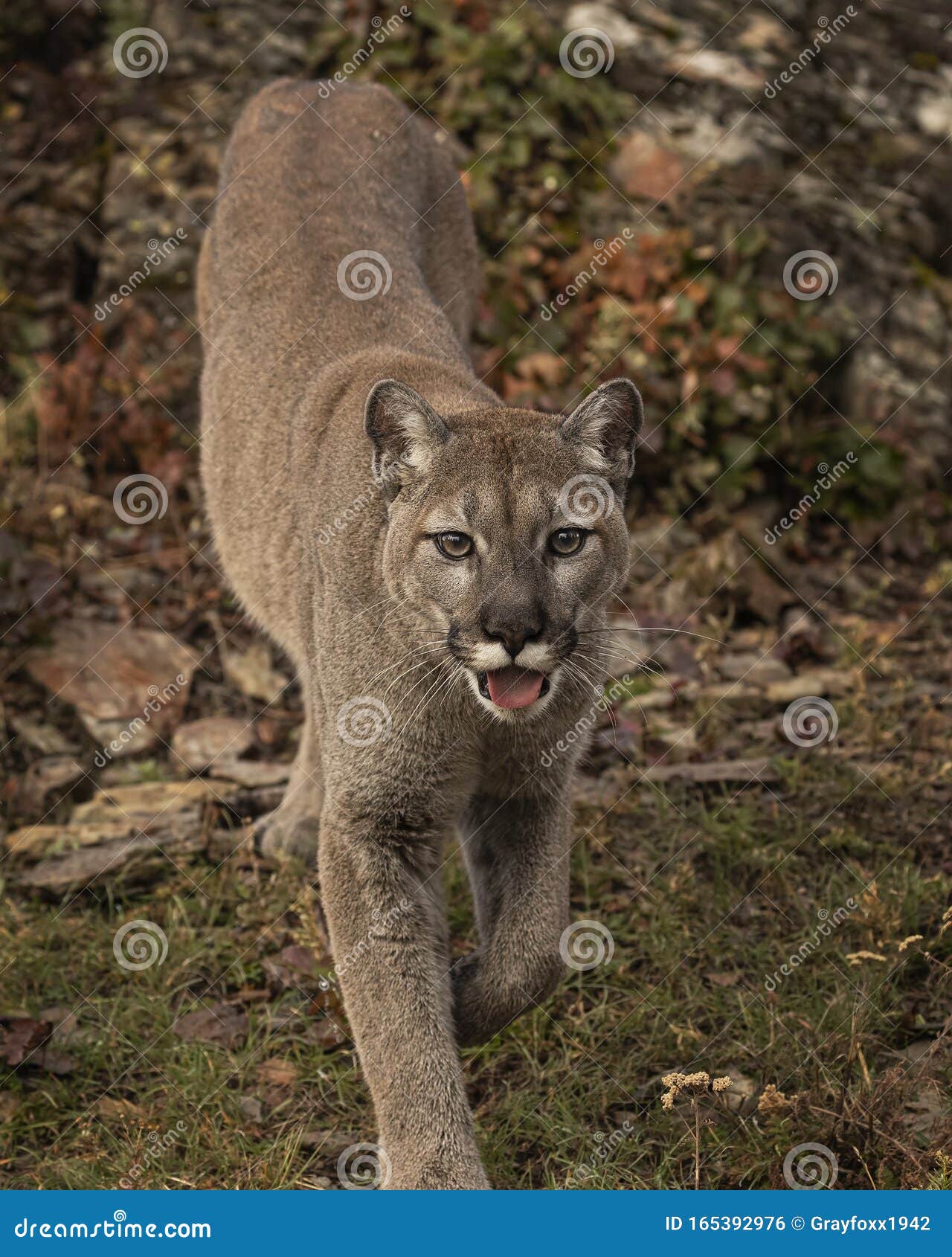 Mountain Lion Adult in Fall Colors in Montana USA Stock Photo - Image ...