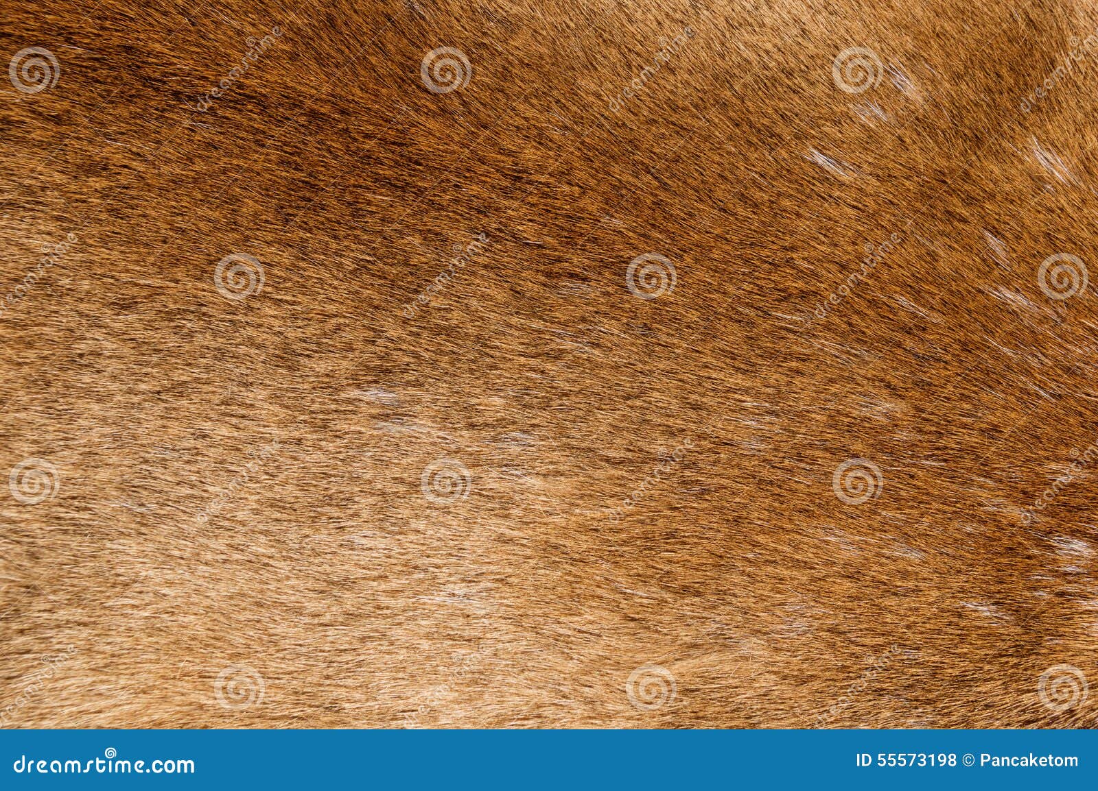 mountain lion fur background