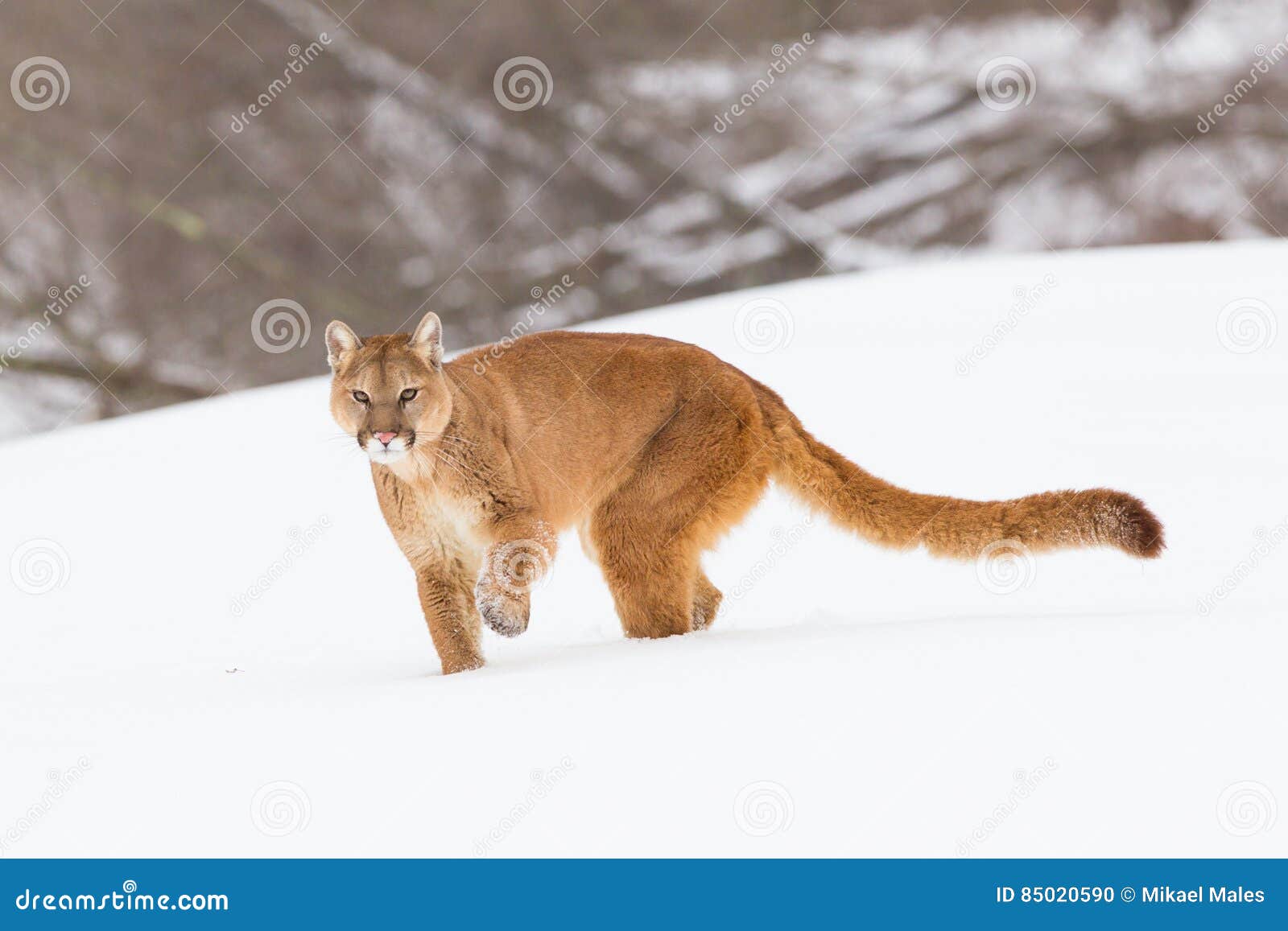 mountain lion with long tail