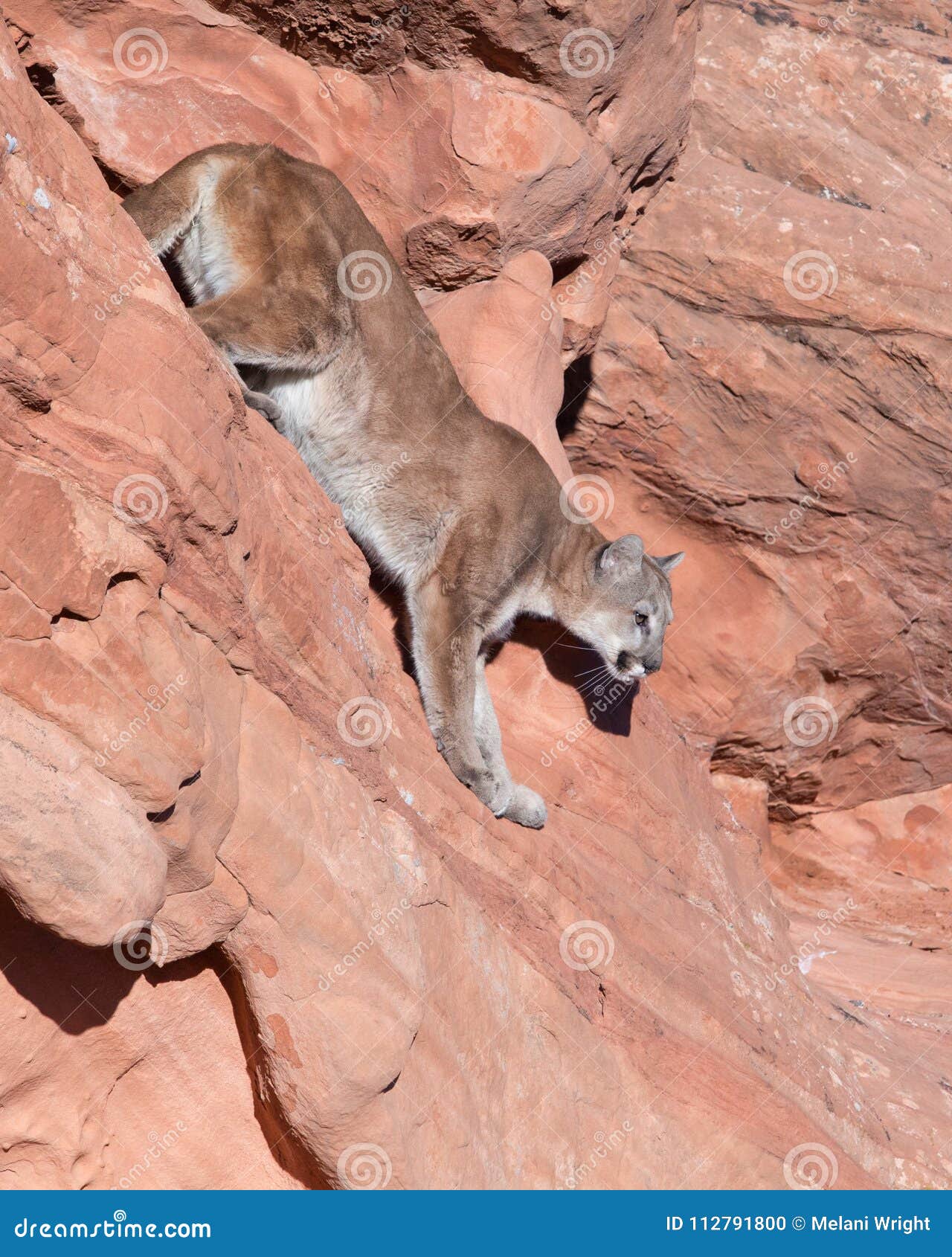 utah mountain lion utah mountain lion