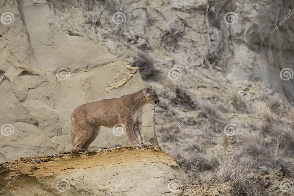 Mountain Lion on Ridge Overlooking Valley Stock Photo - Image of ...