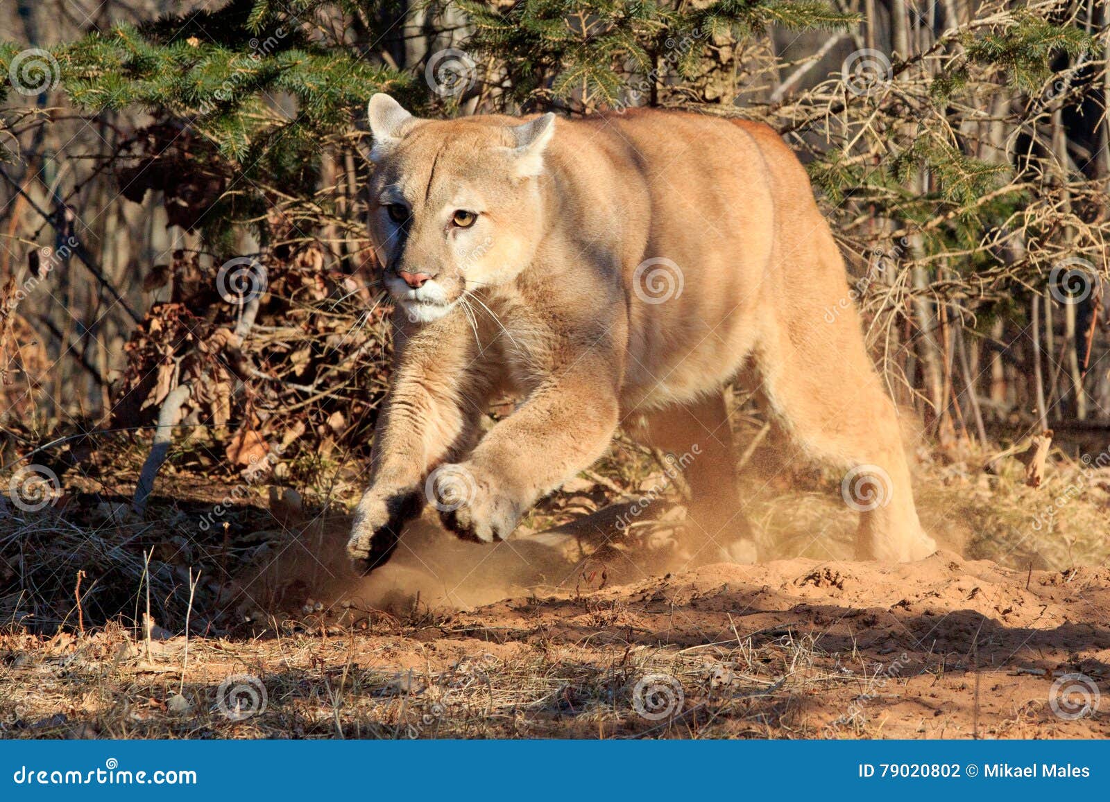 mountain lion running towards deer