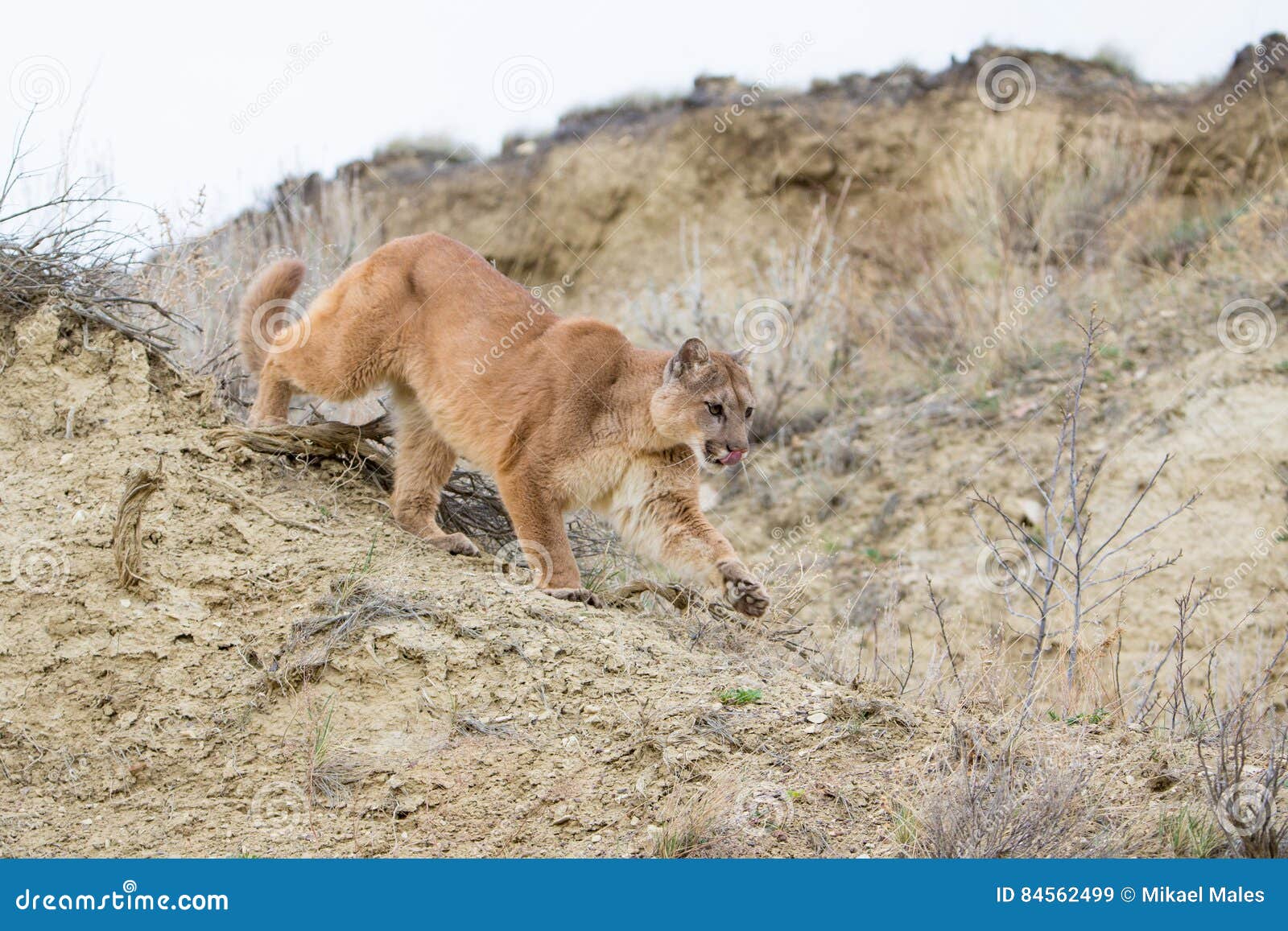 mountain lion stalking on prey in canyon