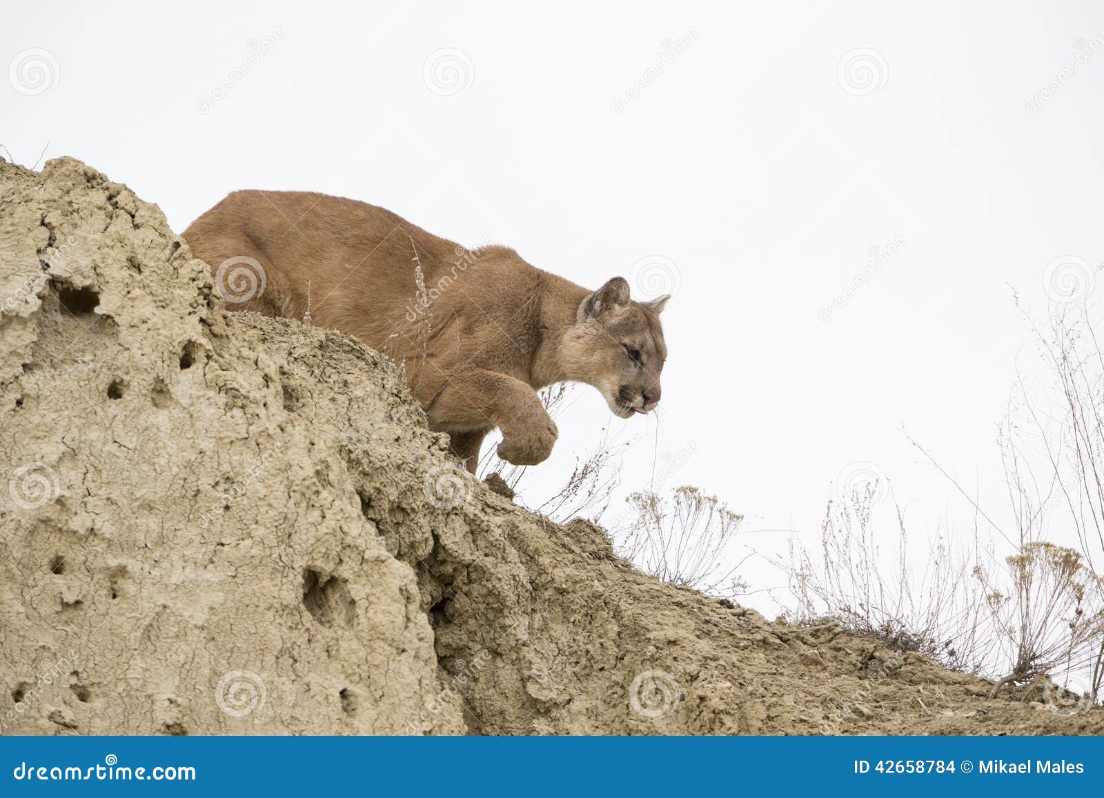 mountain lion stalking mountain lion stalking