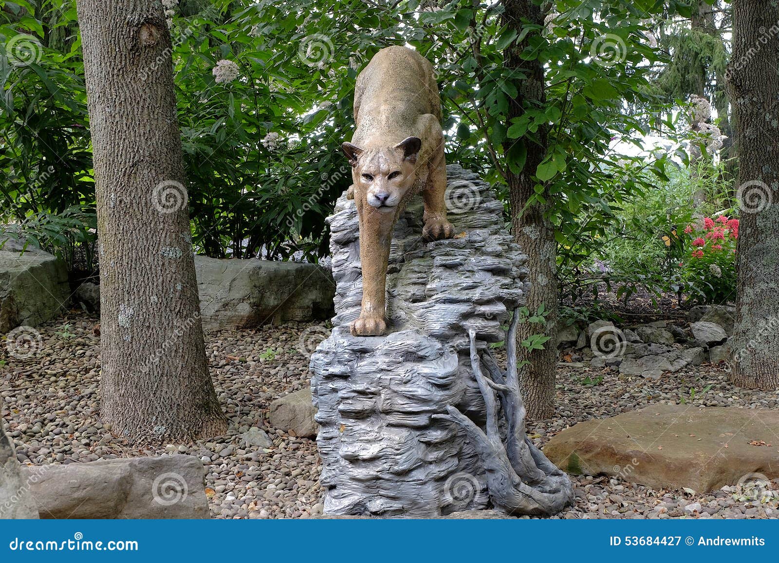 Mountain Lion stock image. Image of mountain, cougar 53684427