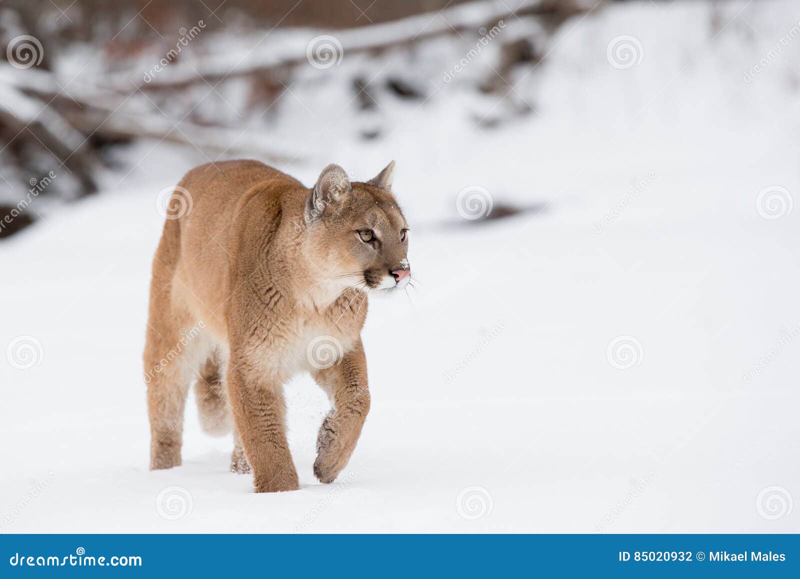 mountain lion walking along snowy river