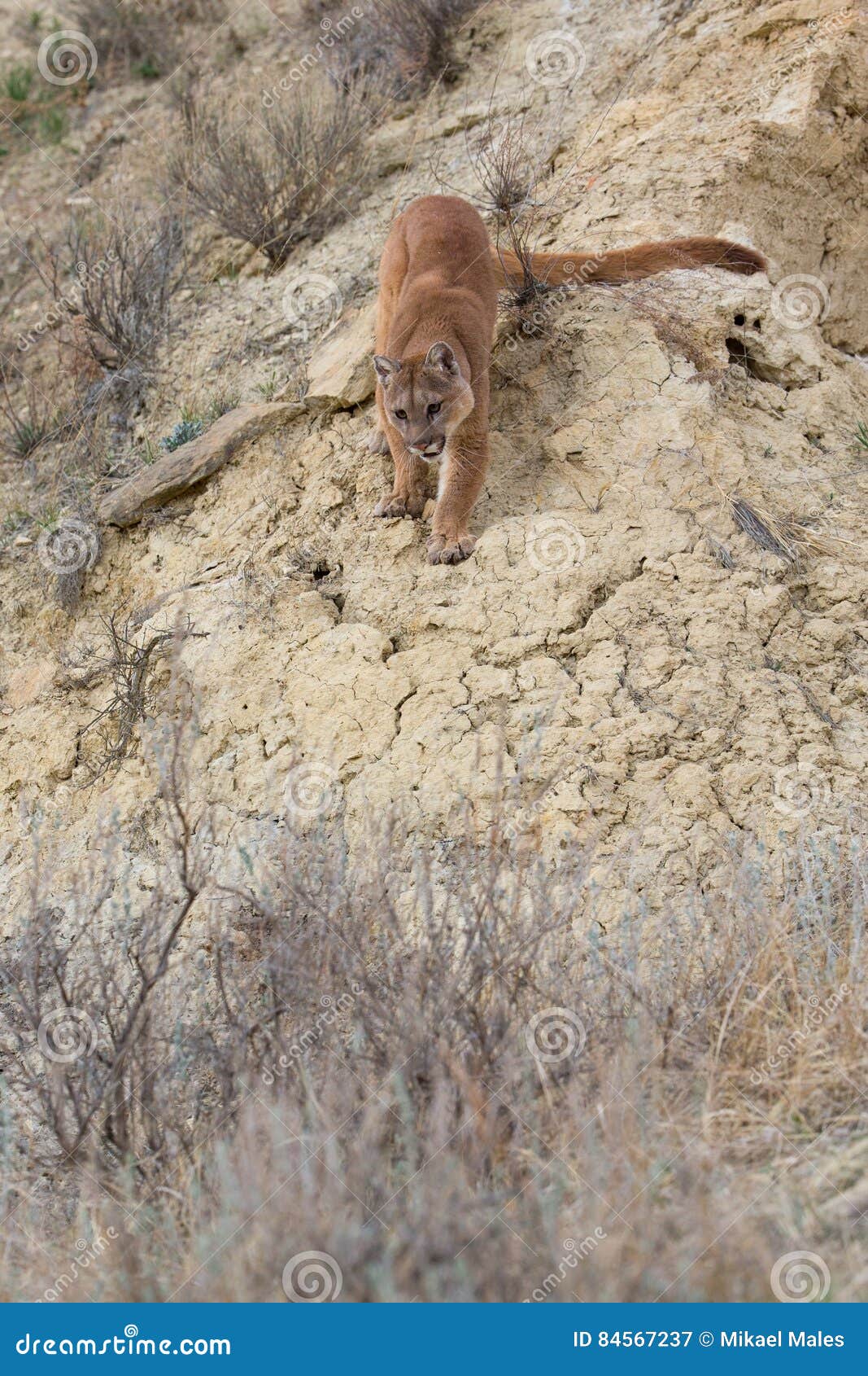 mountain lion walking down steep ravine