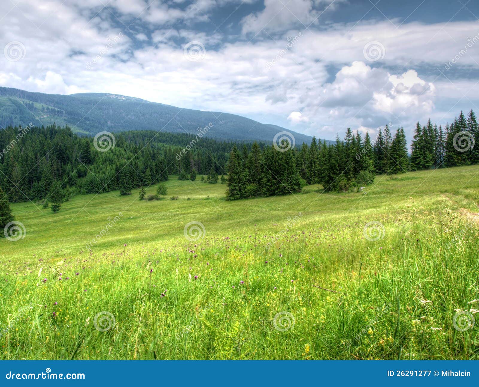 mountain meadow