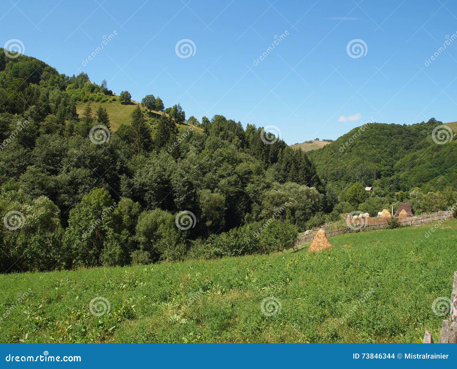 Mountain Meadow Grass And Pine Forest Stock Photo - Image ...