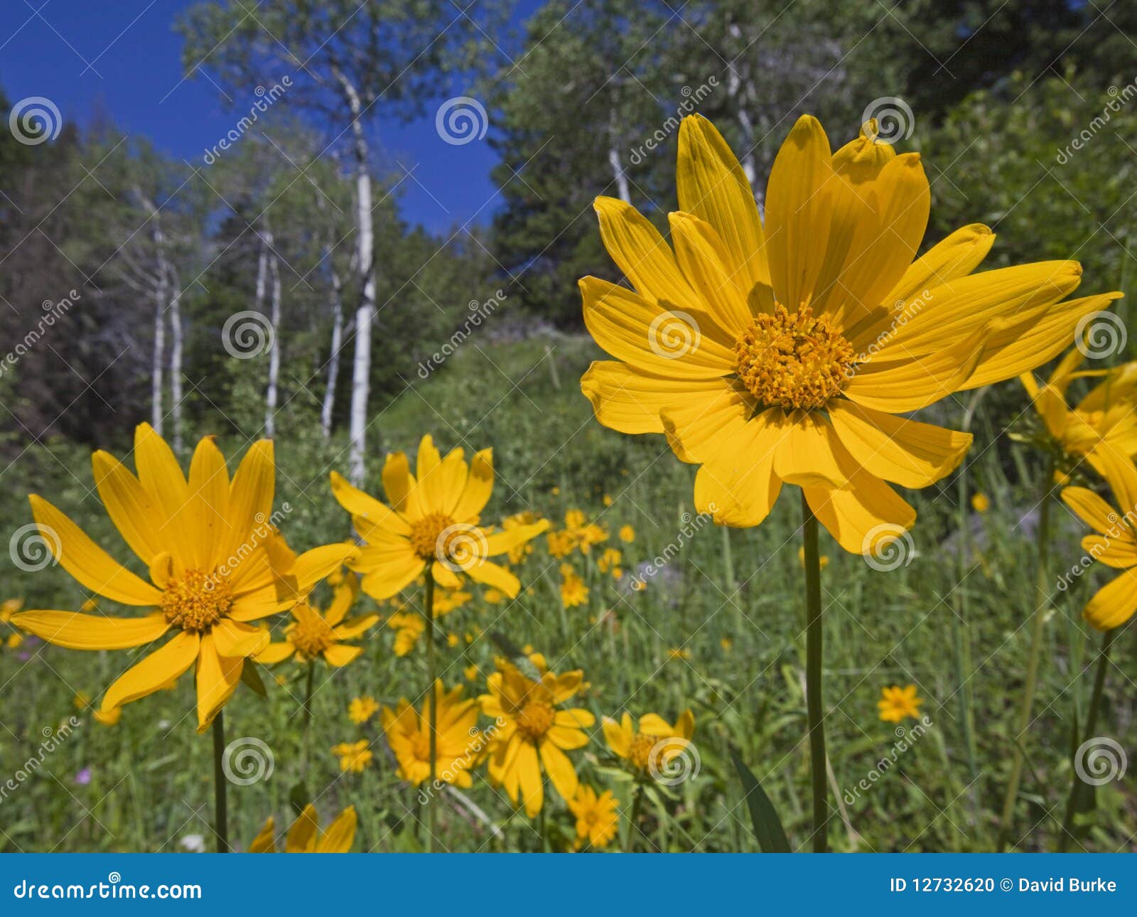 mountain meadow view of aspen flower arnica sunflower