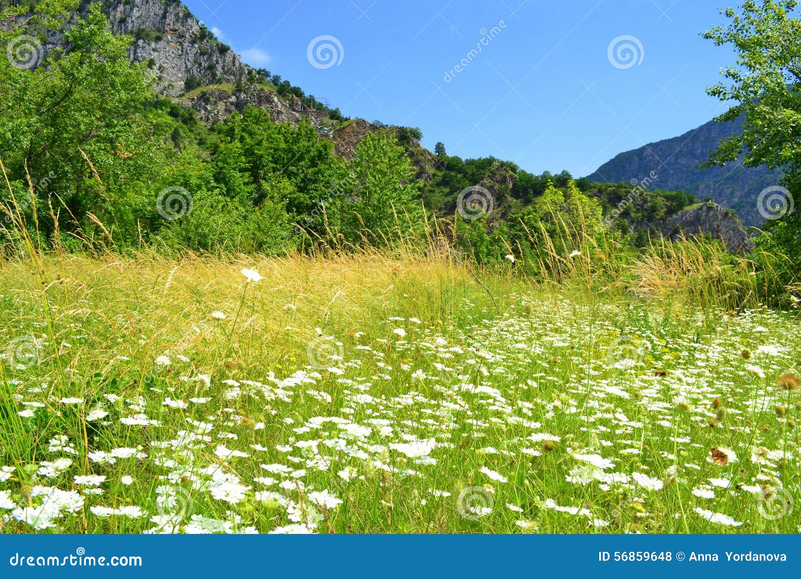 Mountain Meadow White Wildflowers Stock Photo Image Of Relaxation