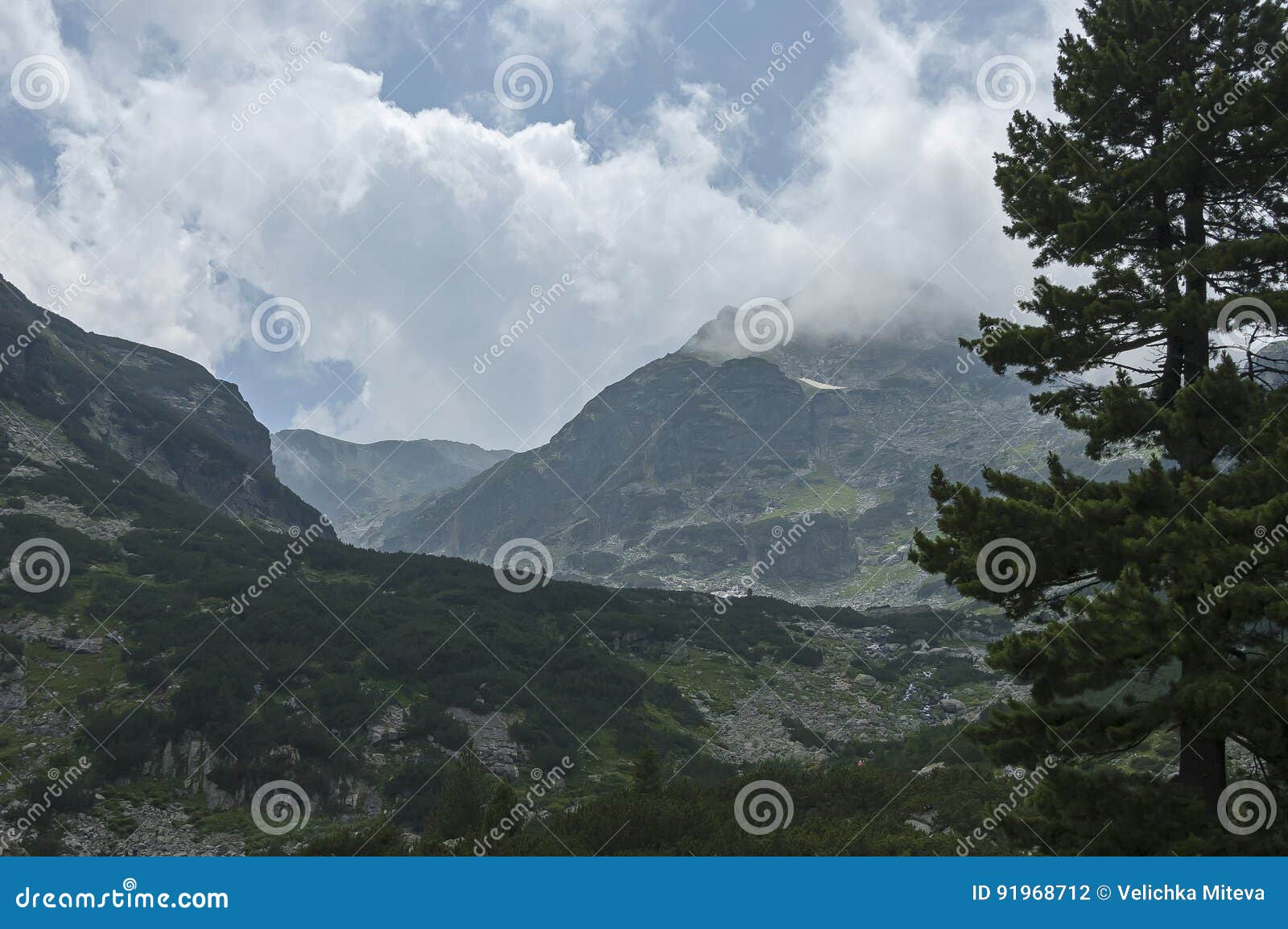 mountain overgrown with coniferous forest and glade toward maliovitza peak in rila mountain
