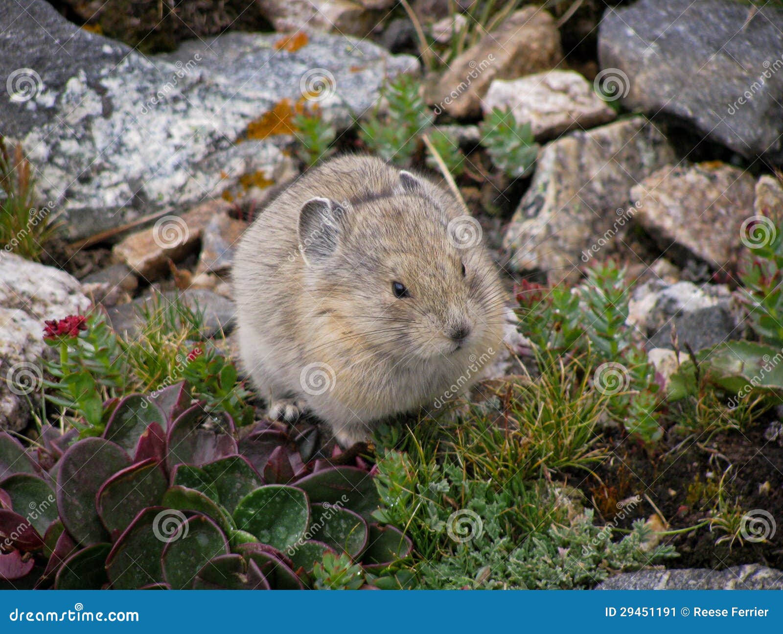 Mountain Pika stock image. Image of small, mouse, rodent ...