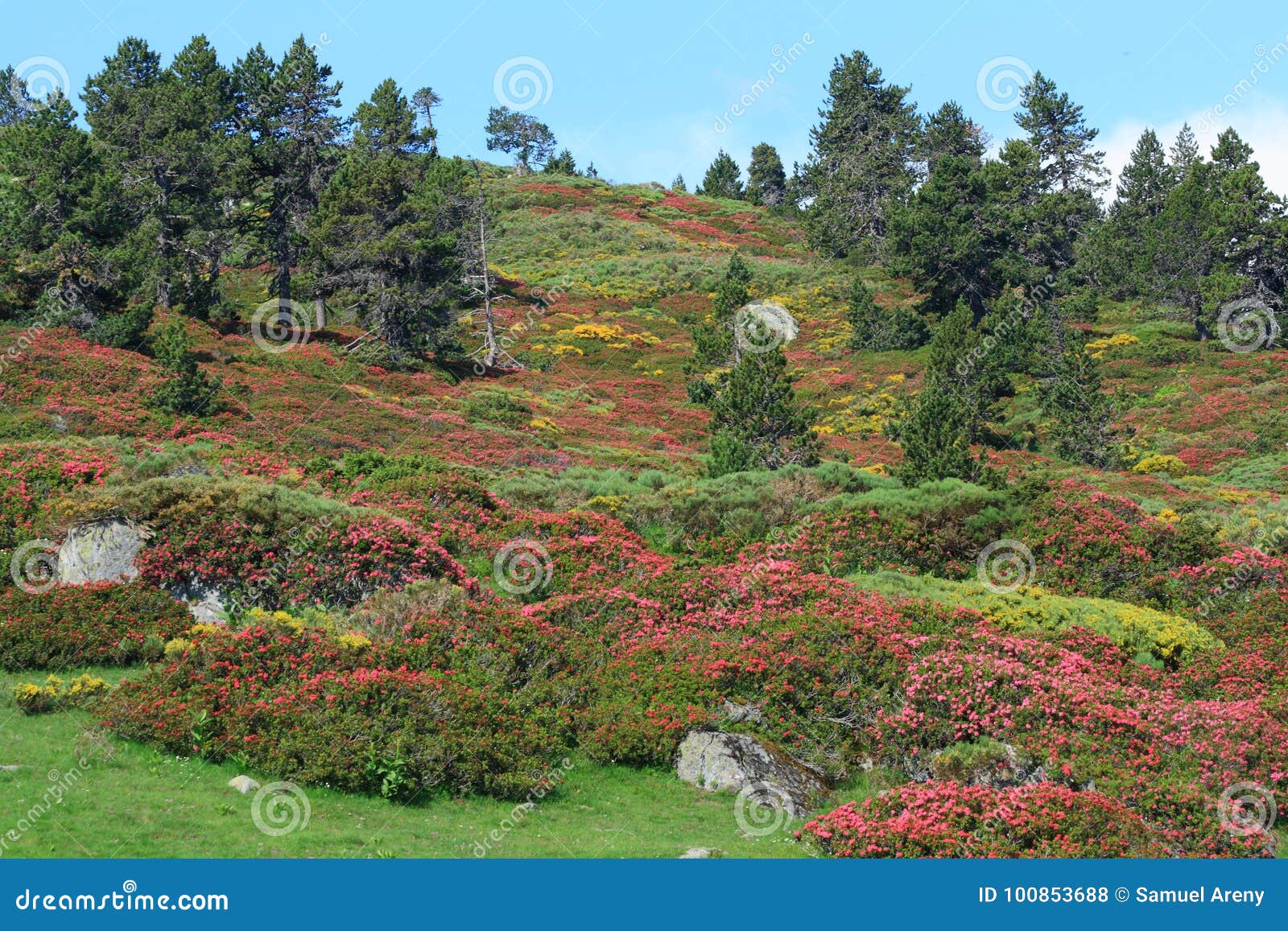 forest of mountain pine in spring, pyrenees