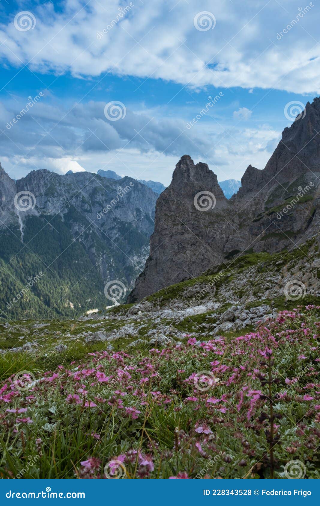 Mountain Pink Flowers Stock Photo Image Of Valley Rock 228343528