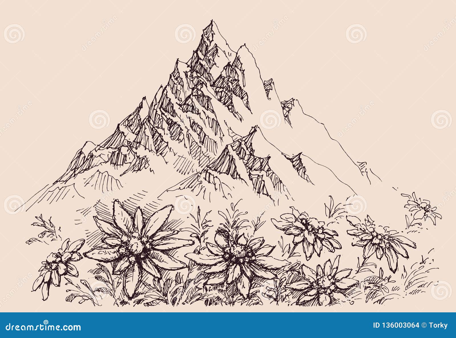 mountain range and edelweiss flowers