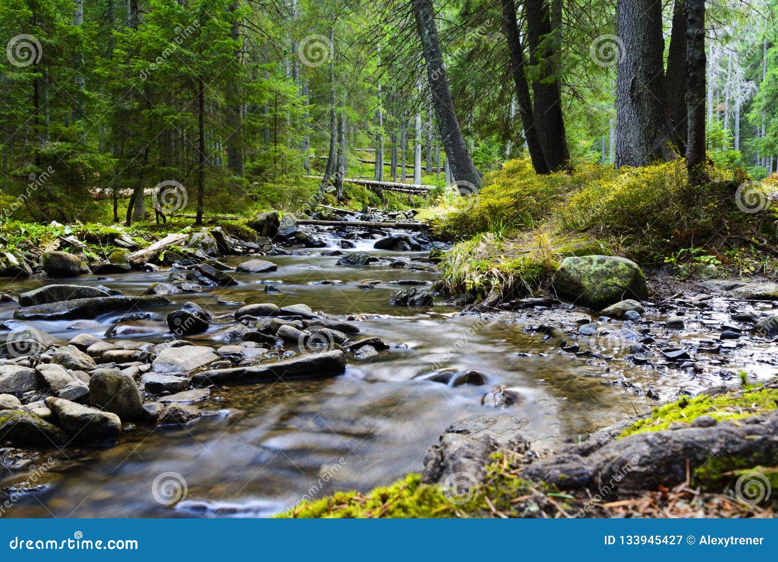 Mountain River Flowing Through The Green Forest Stream In The Wood