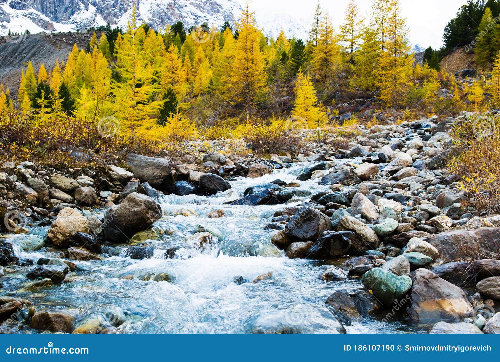 mountain-river-flows-forest-like-waterfall-larch-trees-altai-mountains-covered-snow-beautiful-natural-186107190.jpg