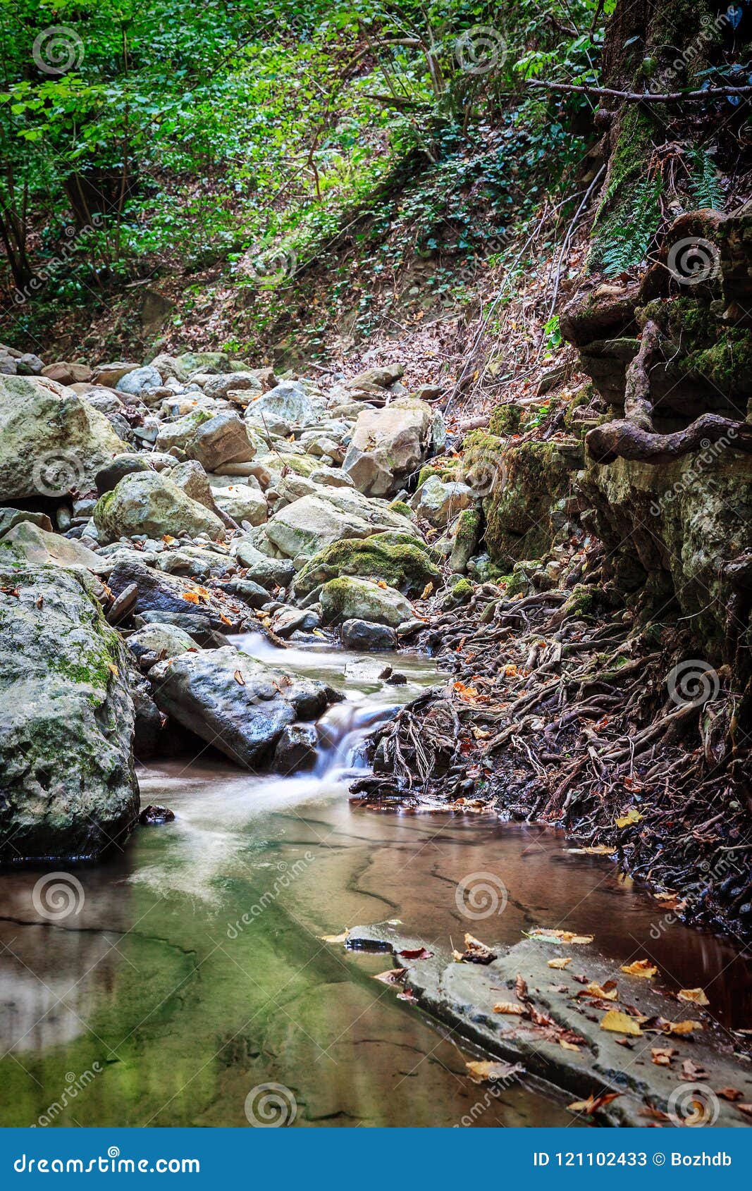 Mountain River Flowing Through The Green Forest Stock Image Image Of