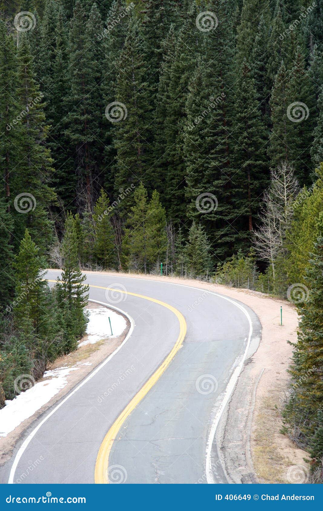 mountain road framed with pine trees