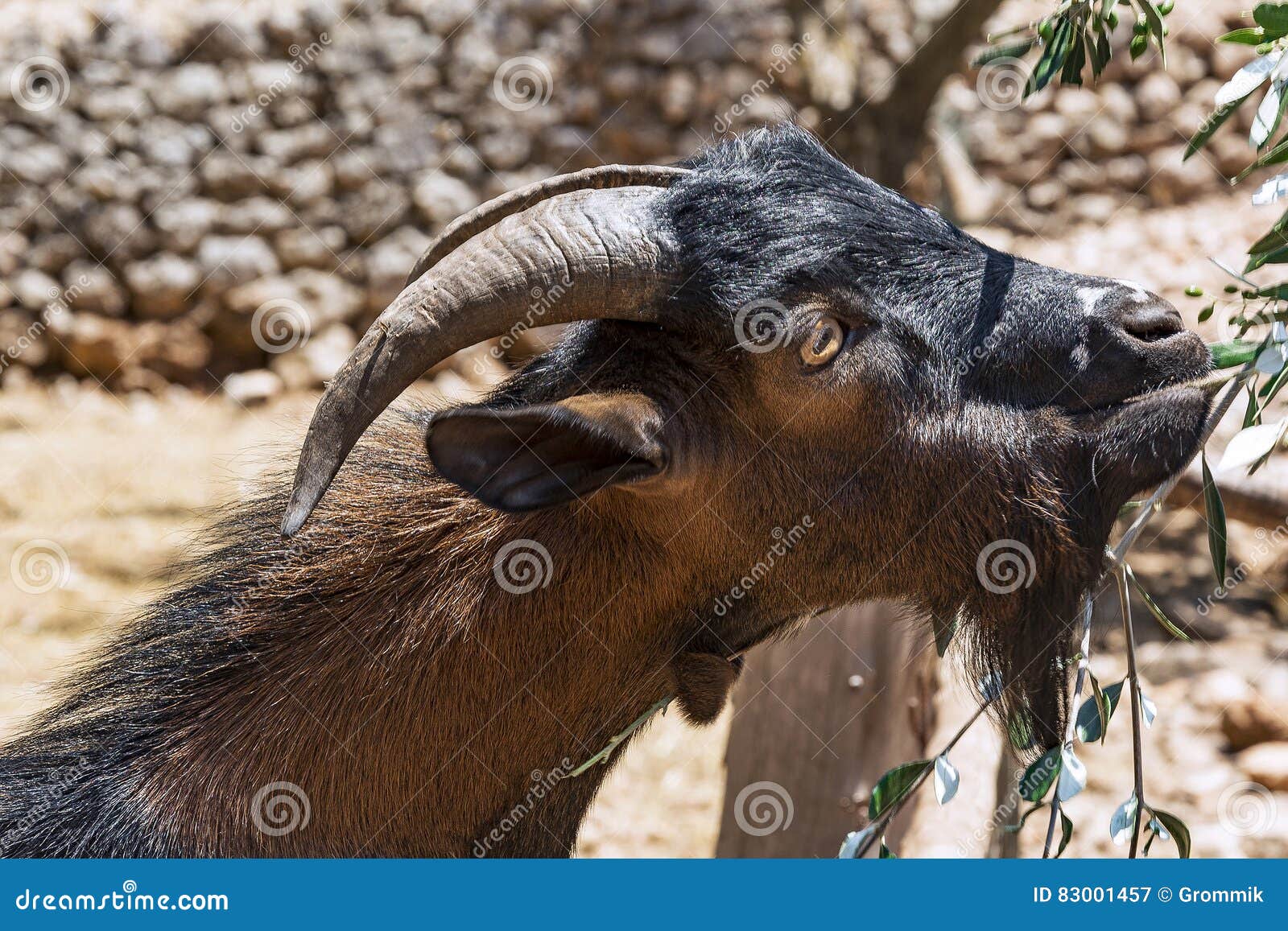 Mountain Sheep Eats the Leaves of the Olive Tree Stock Image Image of aviary, mountain 83001457