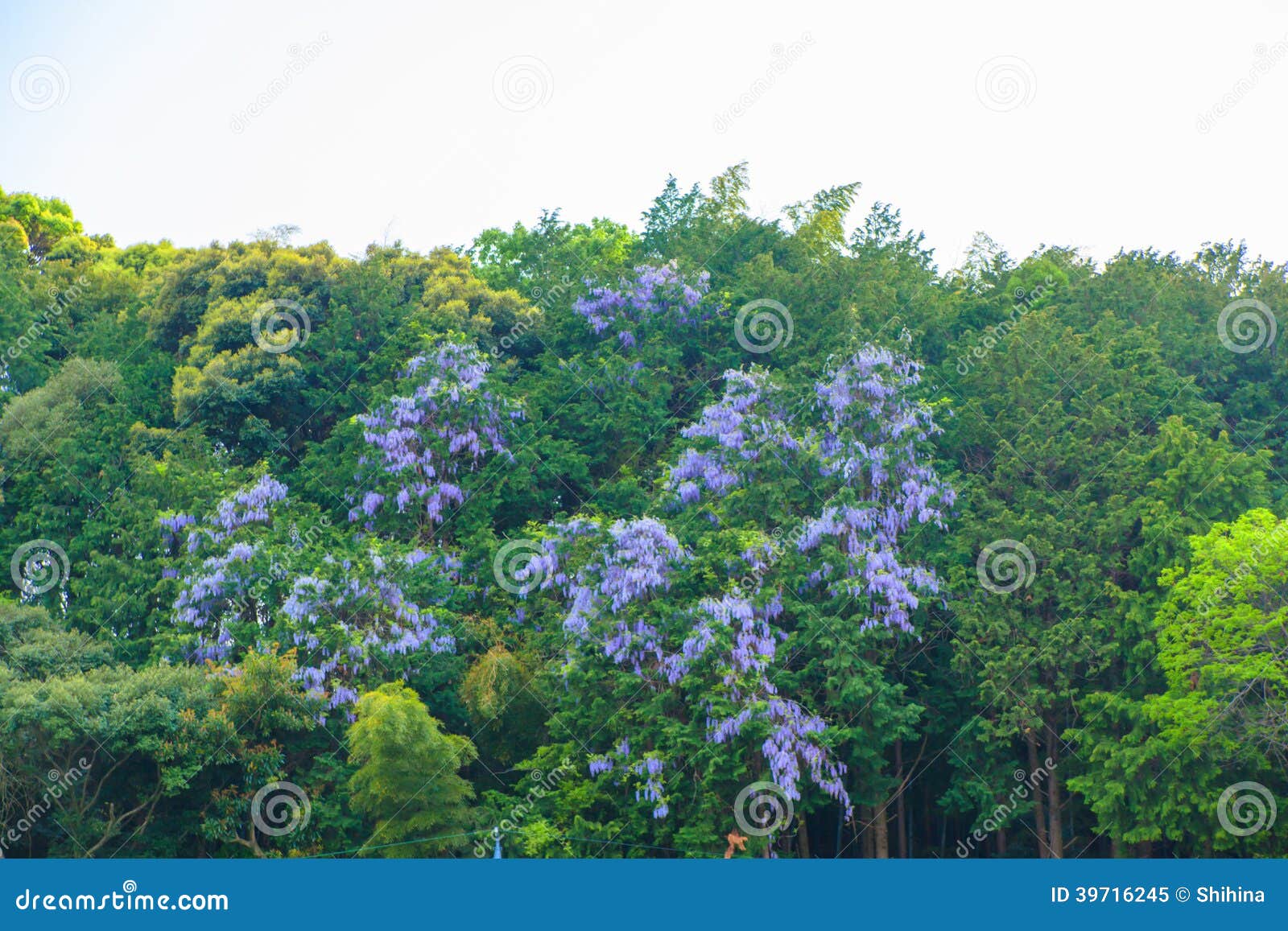 Mountain silky wisteria stock image. Image of beauty 39716245
