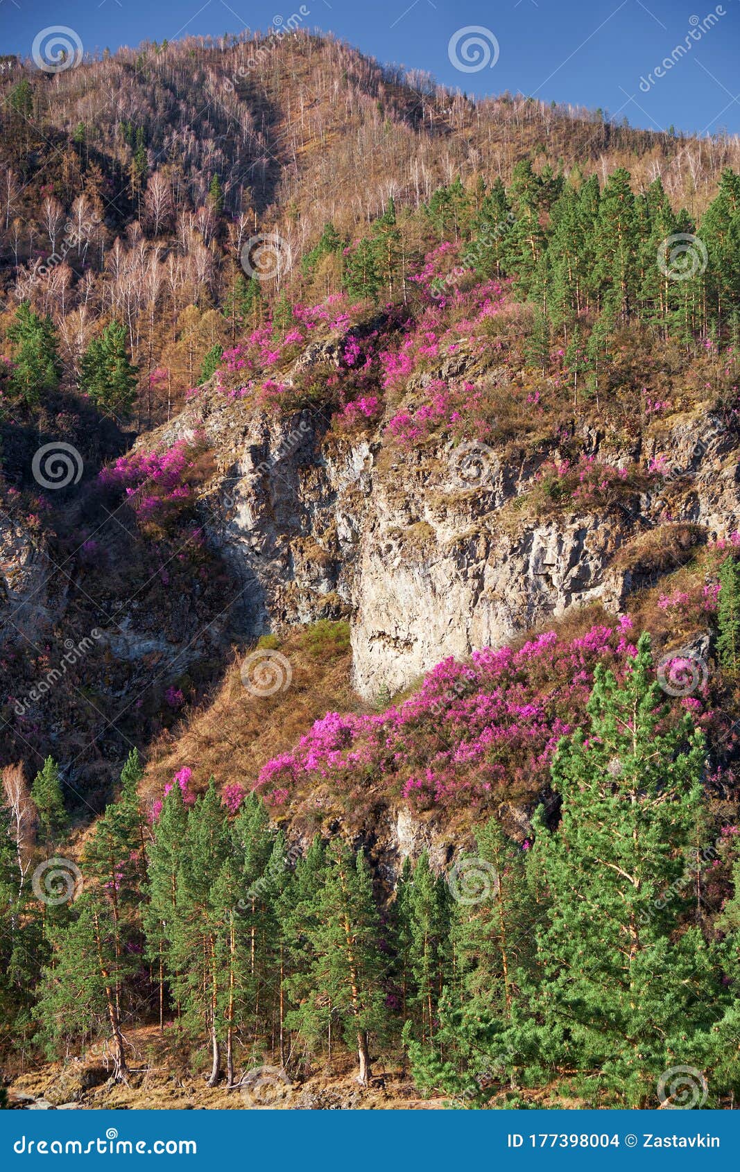 mountain slopes covered by rhododendron dauricum bushes with flowers popular names bagulnik, maralnik