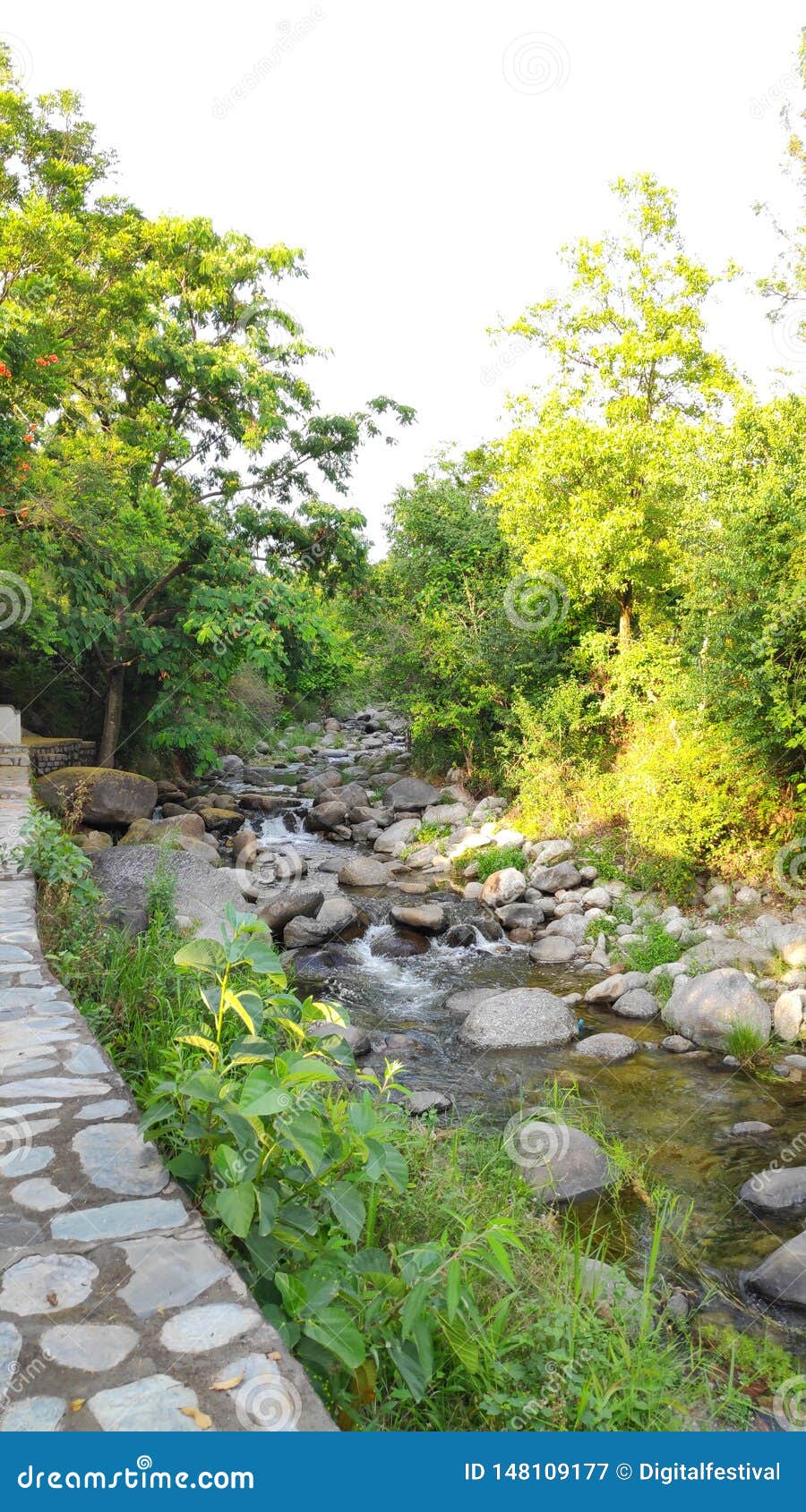 mountain stream brook silent melody gurgling himalayan vacation kangra india green forest remote resort camping outdoors