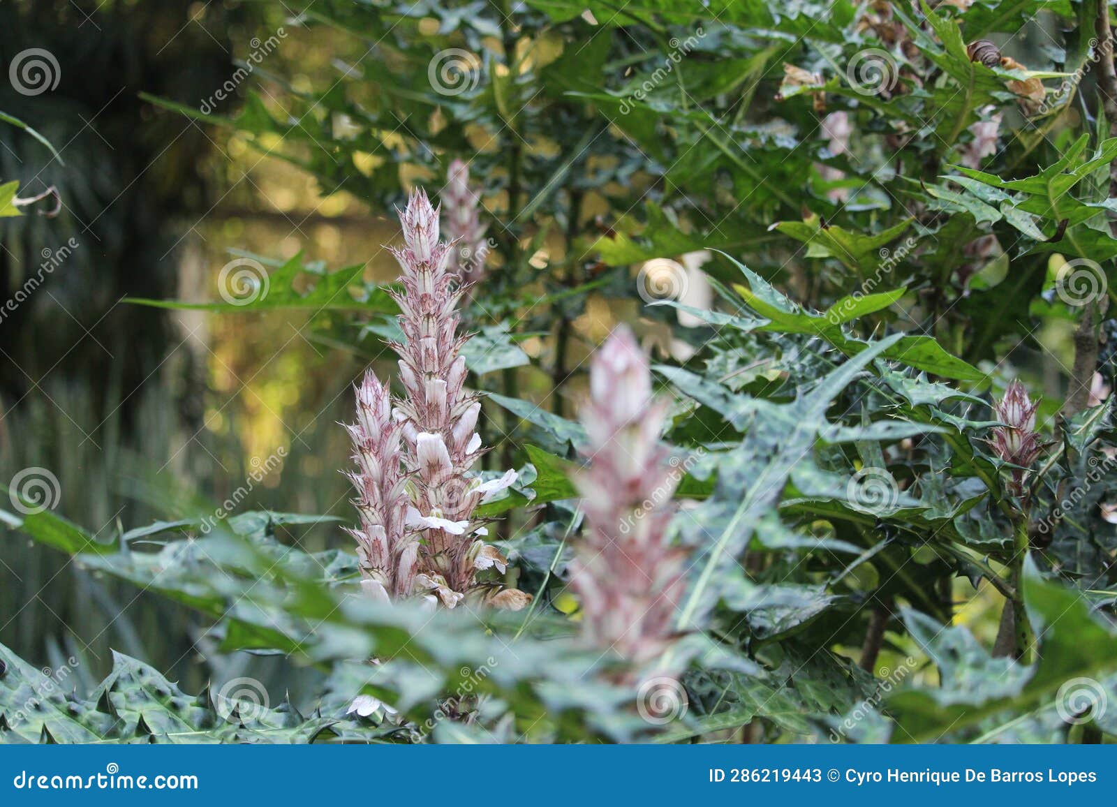 mountain thistle, bear's breech, acanthus montanus, african species, introduced ornamental species