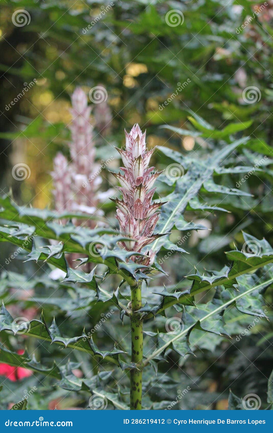 mountain thistle details background photo, bear's breech, acanthus montanus, african species, introduced ornamental species
