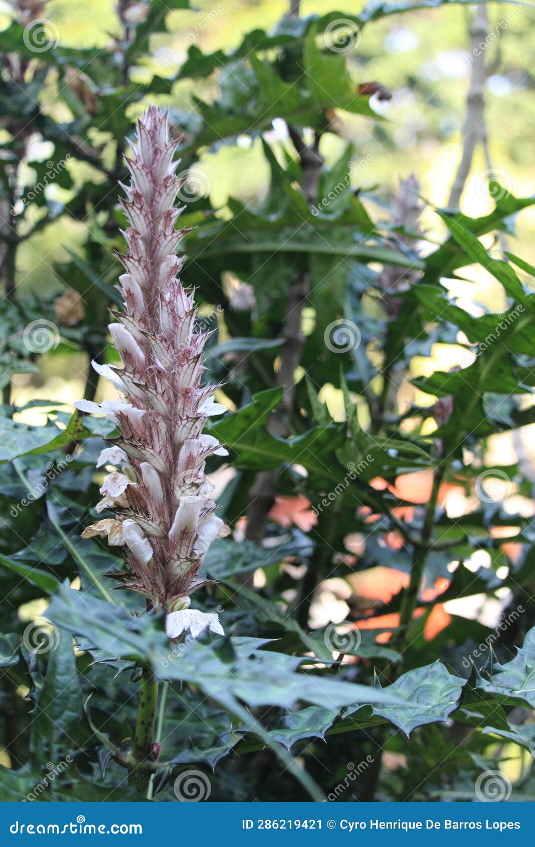 mountain thistle details photo, bear's breech, acanthus montanus, african species, introduced ornamental species