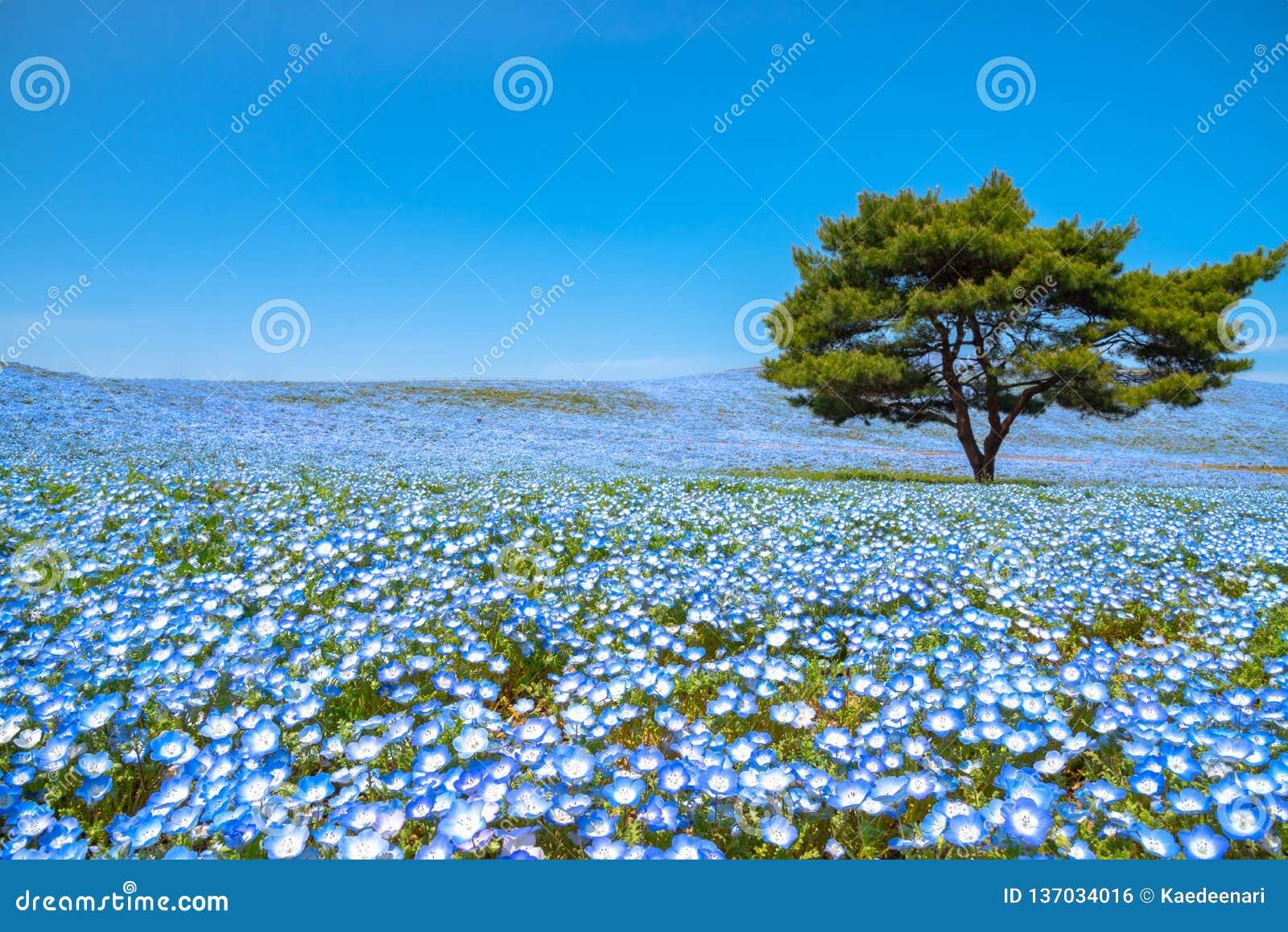 nemophila (baby blue eyes flowers) flower field, blue flower carpet