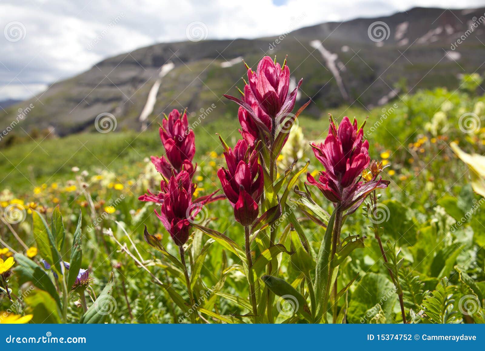mountain wild flowers colorado