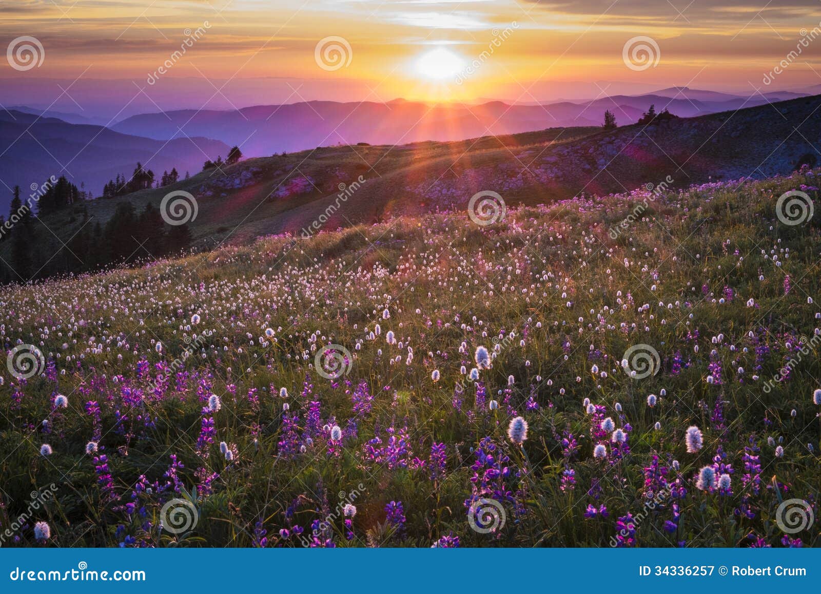 mountain wildflowers backlit by sunset