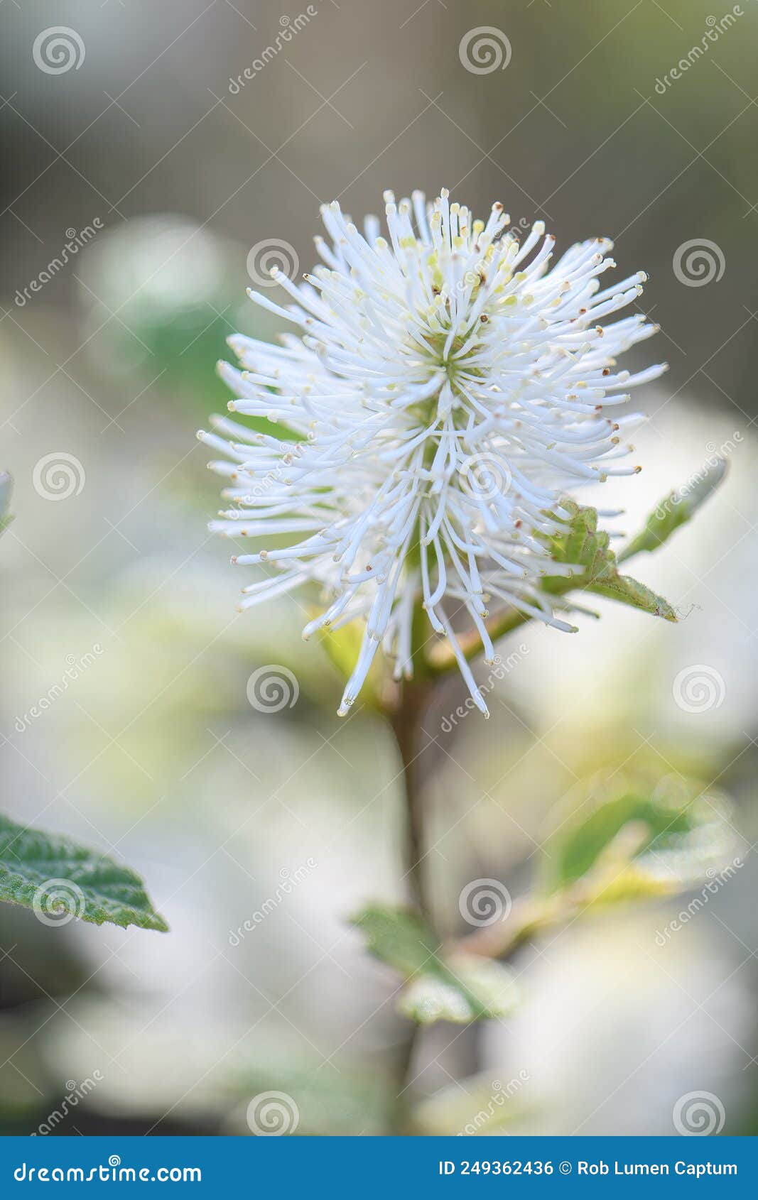mountain witch alder fothergilla major, close-up of inflorescence